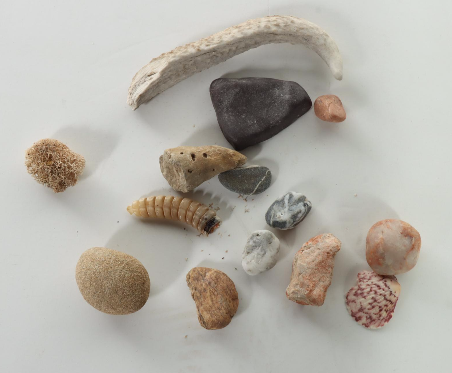 Taxidermy Pronghorn Buck and Doe Shoulder Mounts on Pine Wood Base