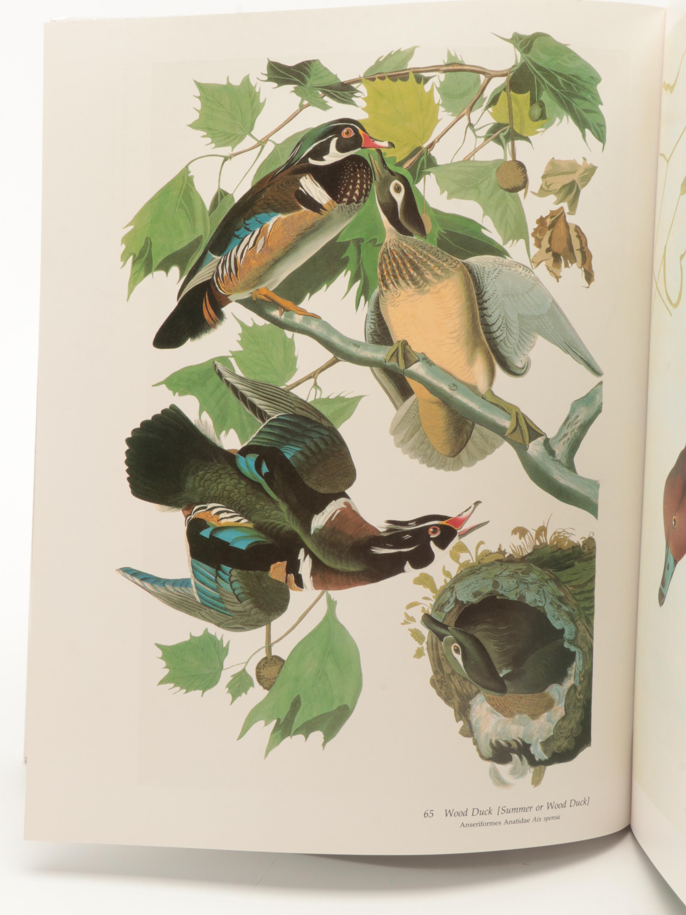 "Audubon's Birds of America" Baby Elephant Folio by the Petersons, 1981