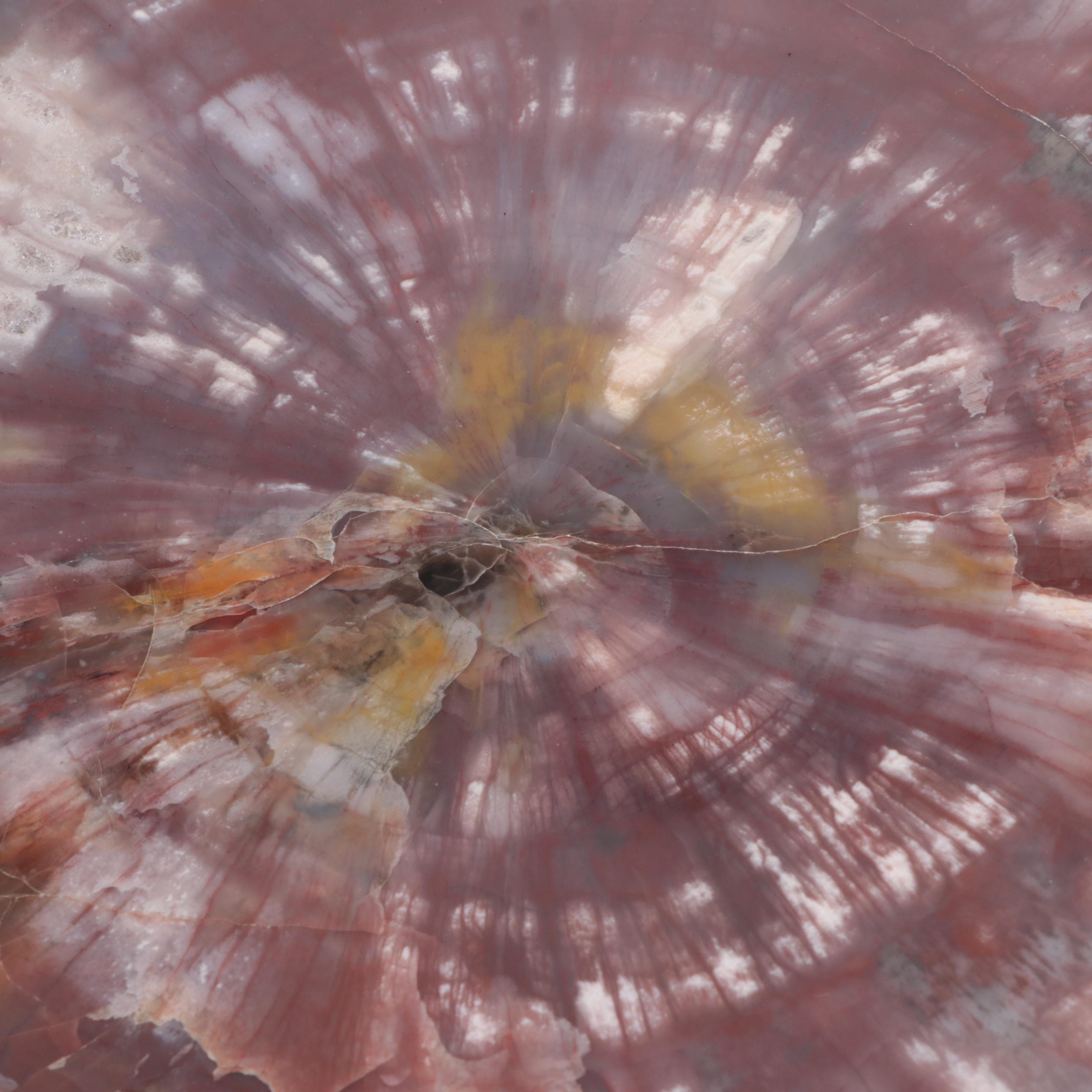 Polished Petrified Agatized Wood Slab