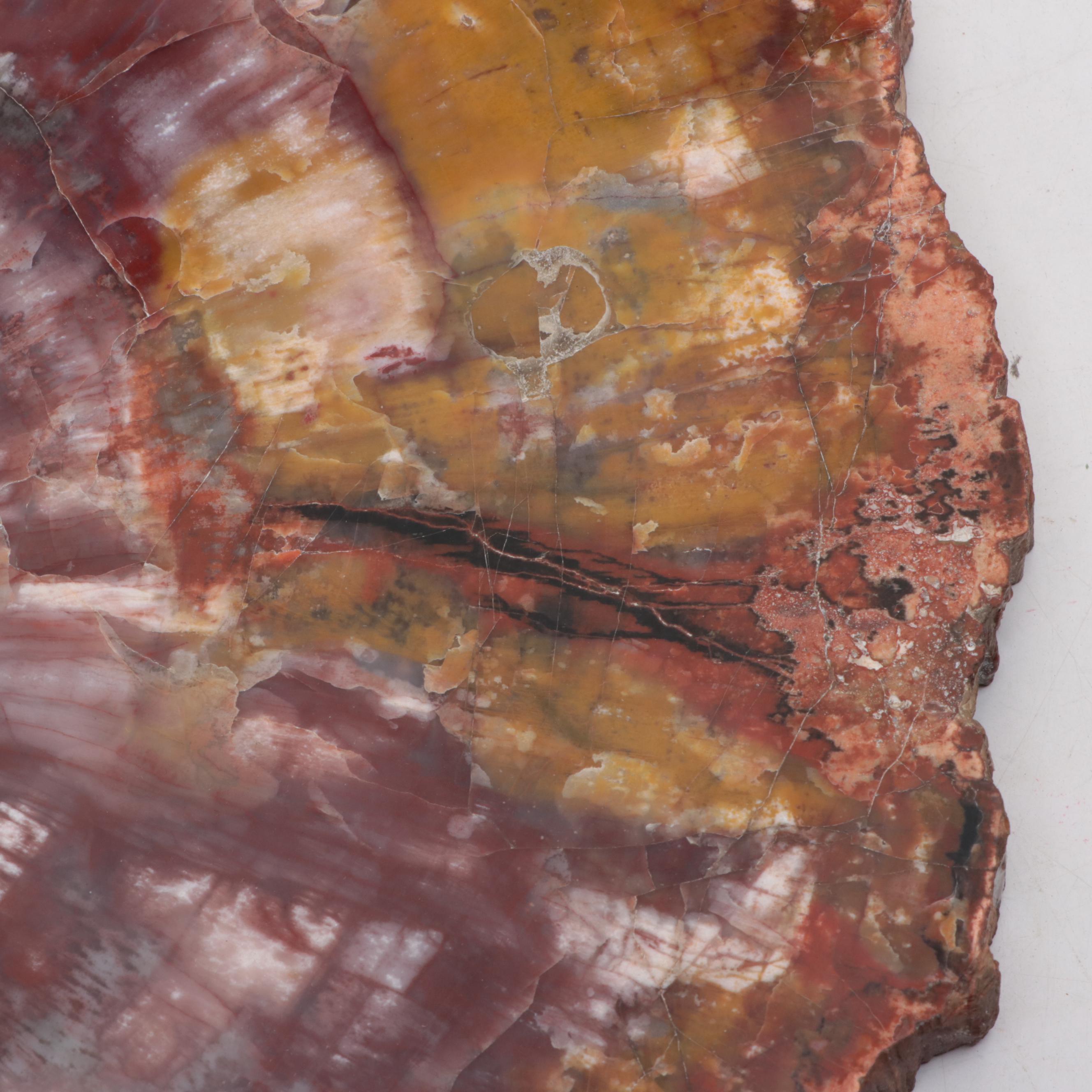 Polished Petrified Agatized Wood Slab