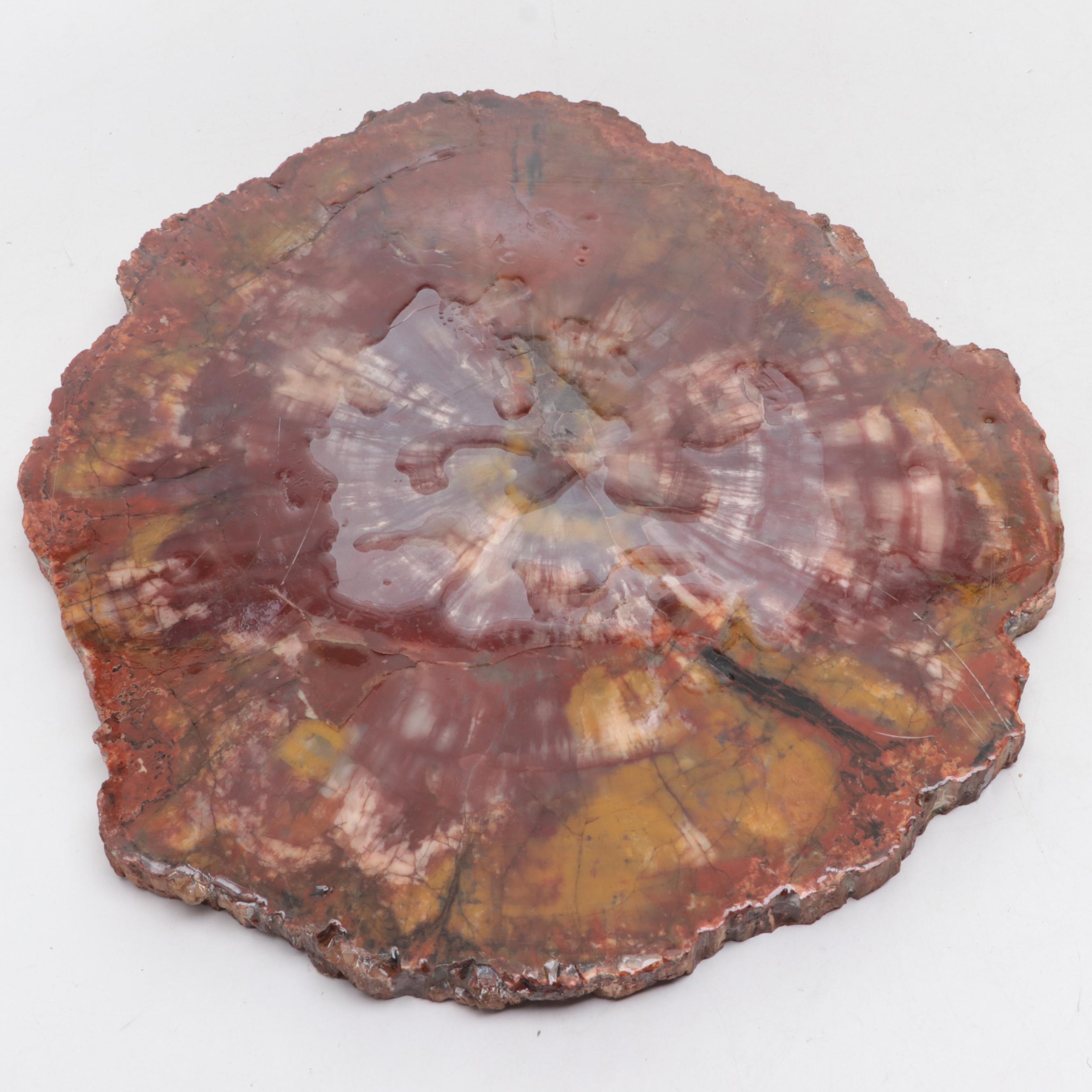 Polished Petrified Agatized Wood Slab