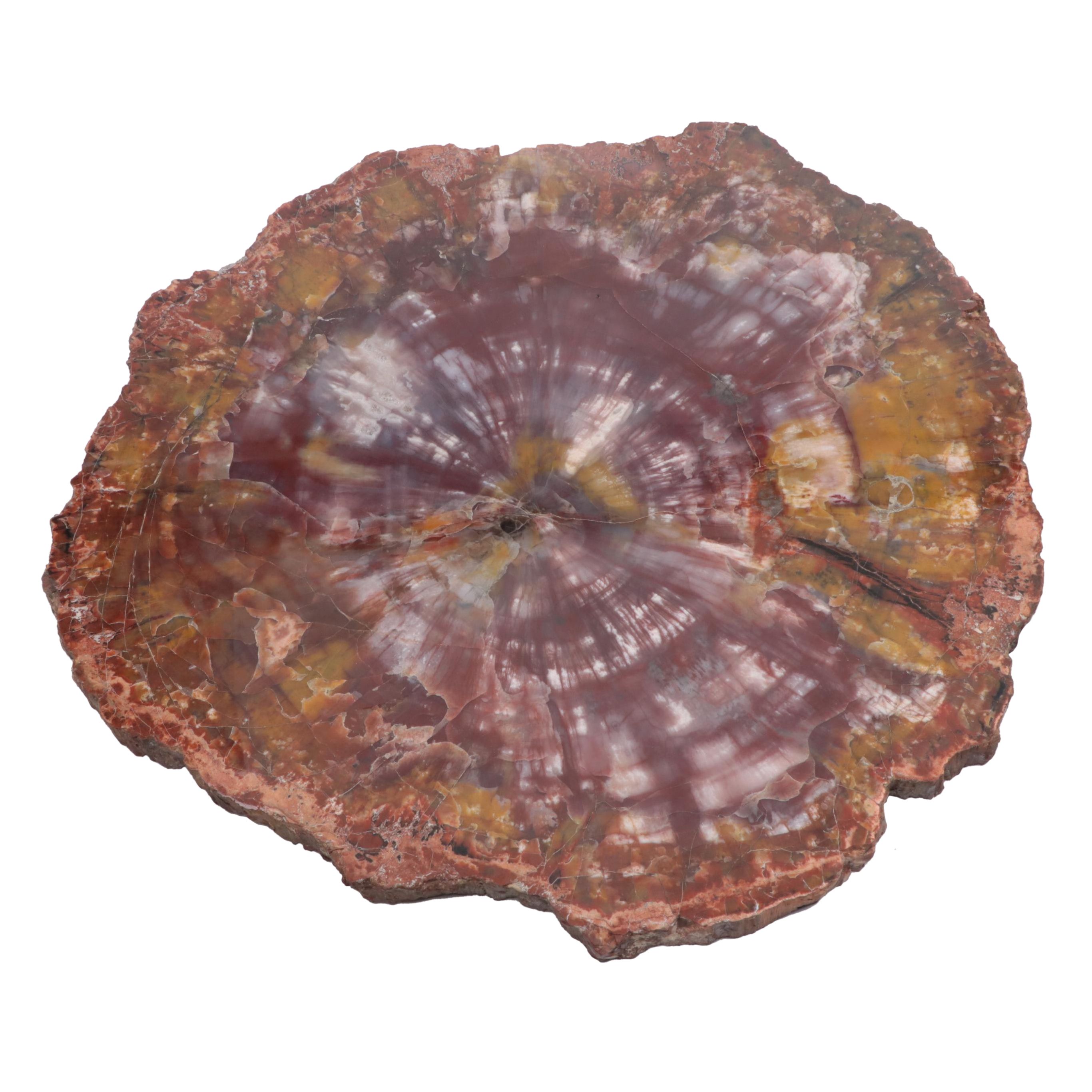 Polished Petrified Agatized Wood Slab