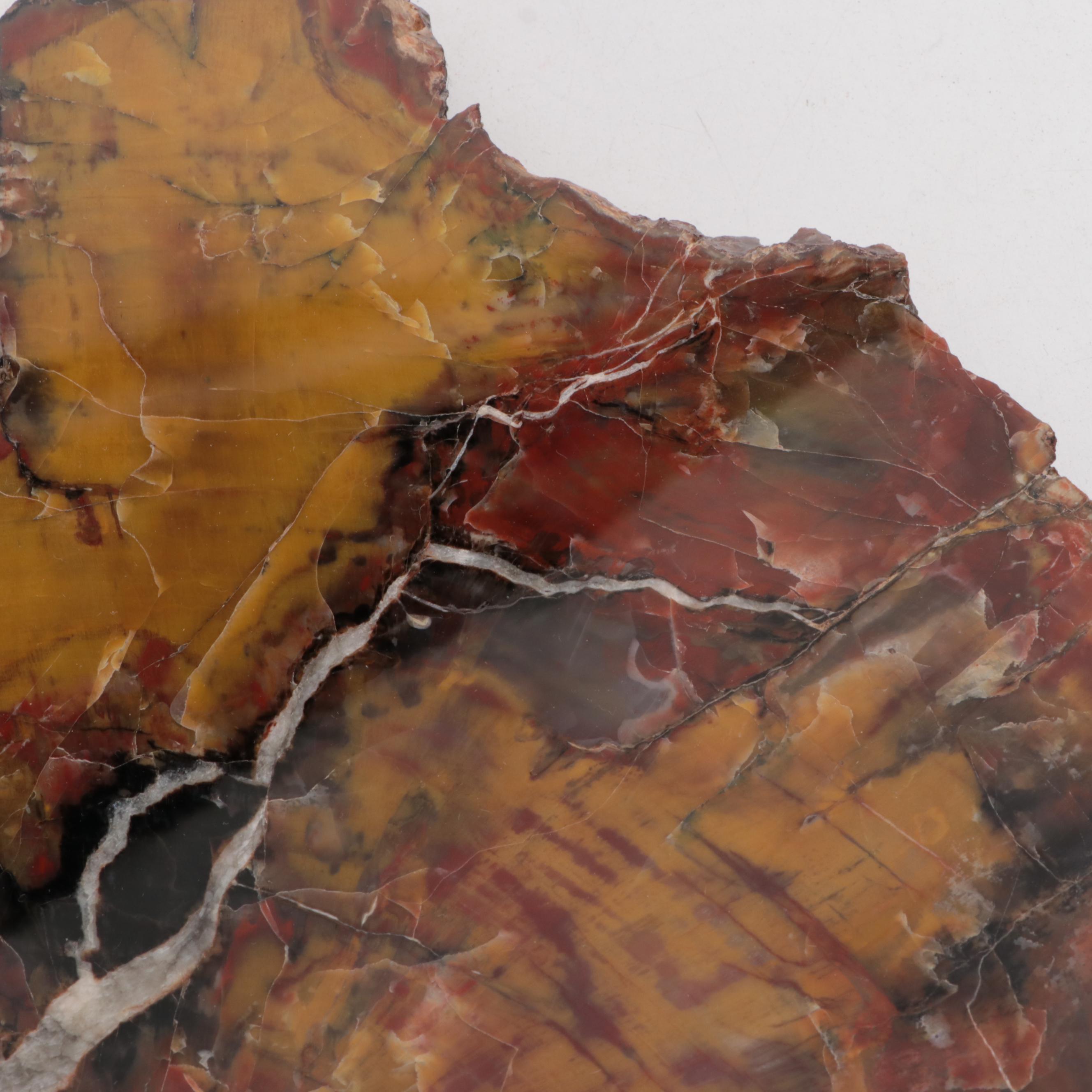 Polished Petrified and Agatized Wood Slab