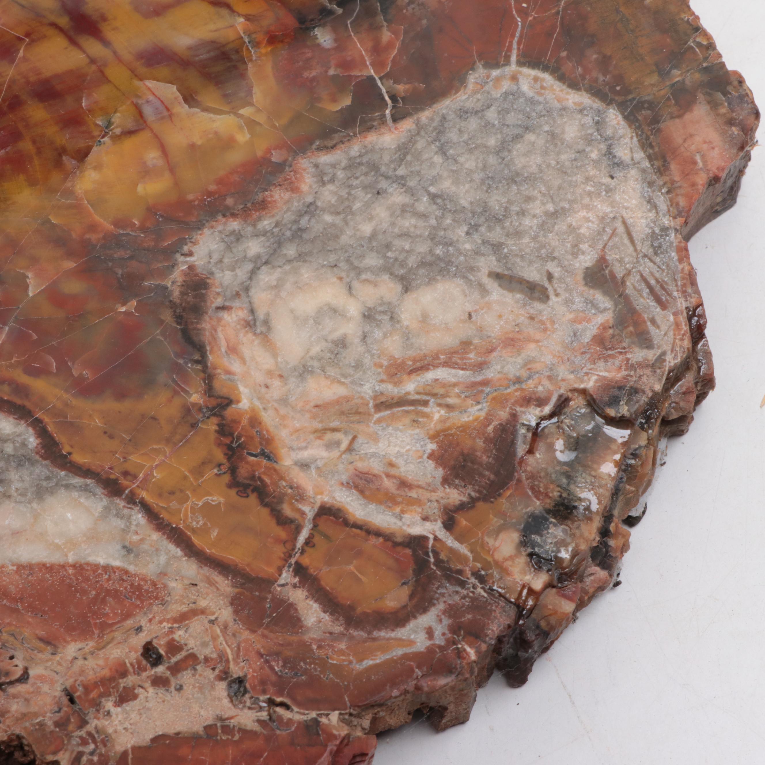 Polished Petrified and Agatized Wood Slab