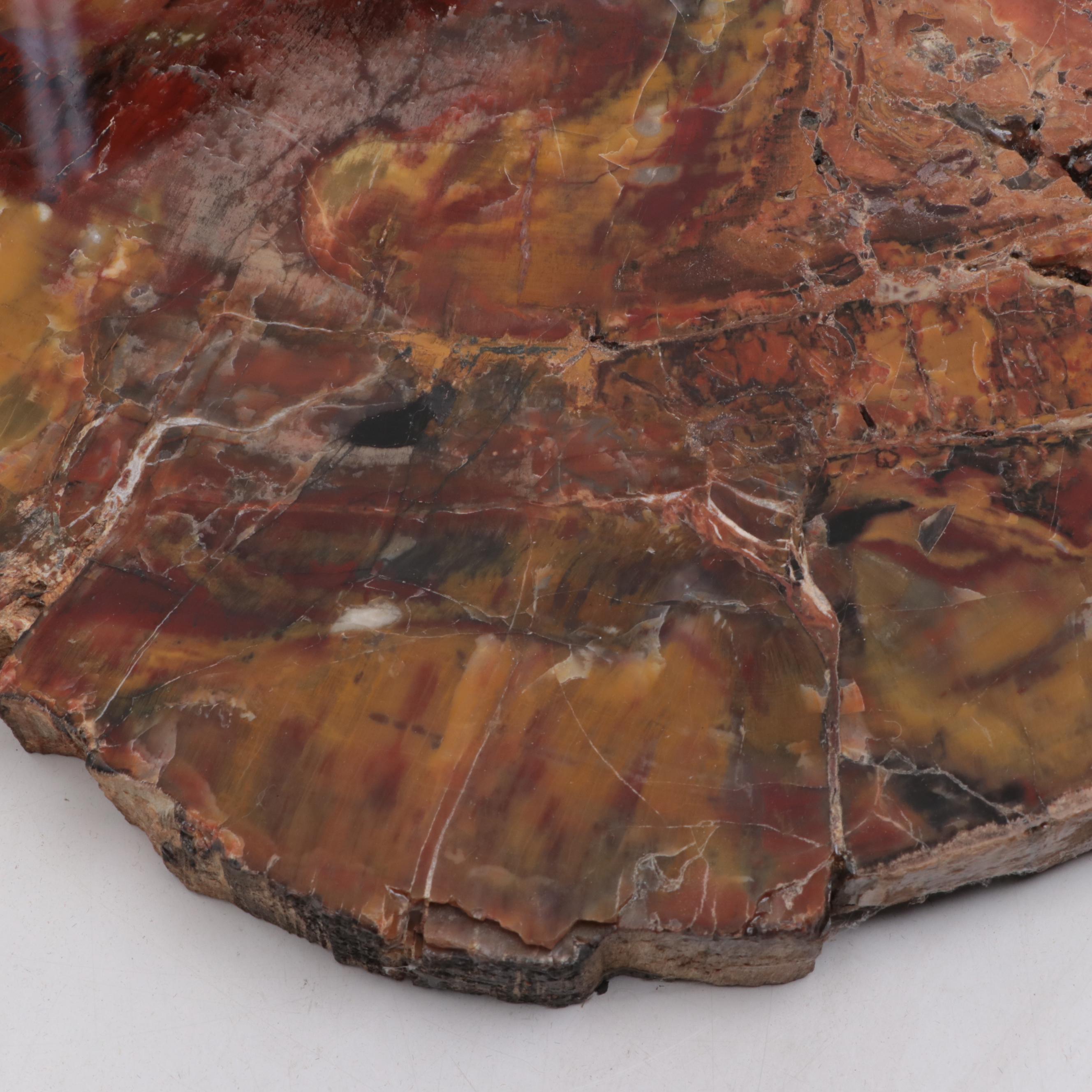 Polished Petrified and Agatized Wood Slab