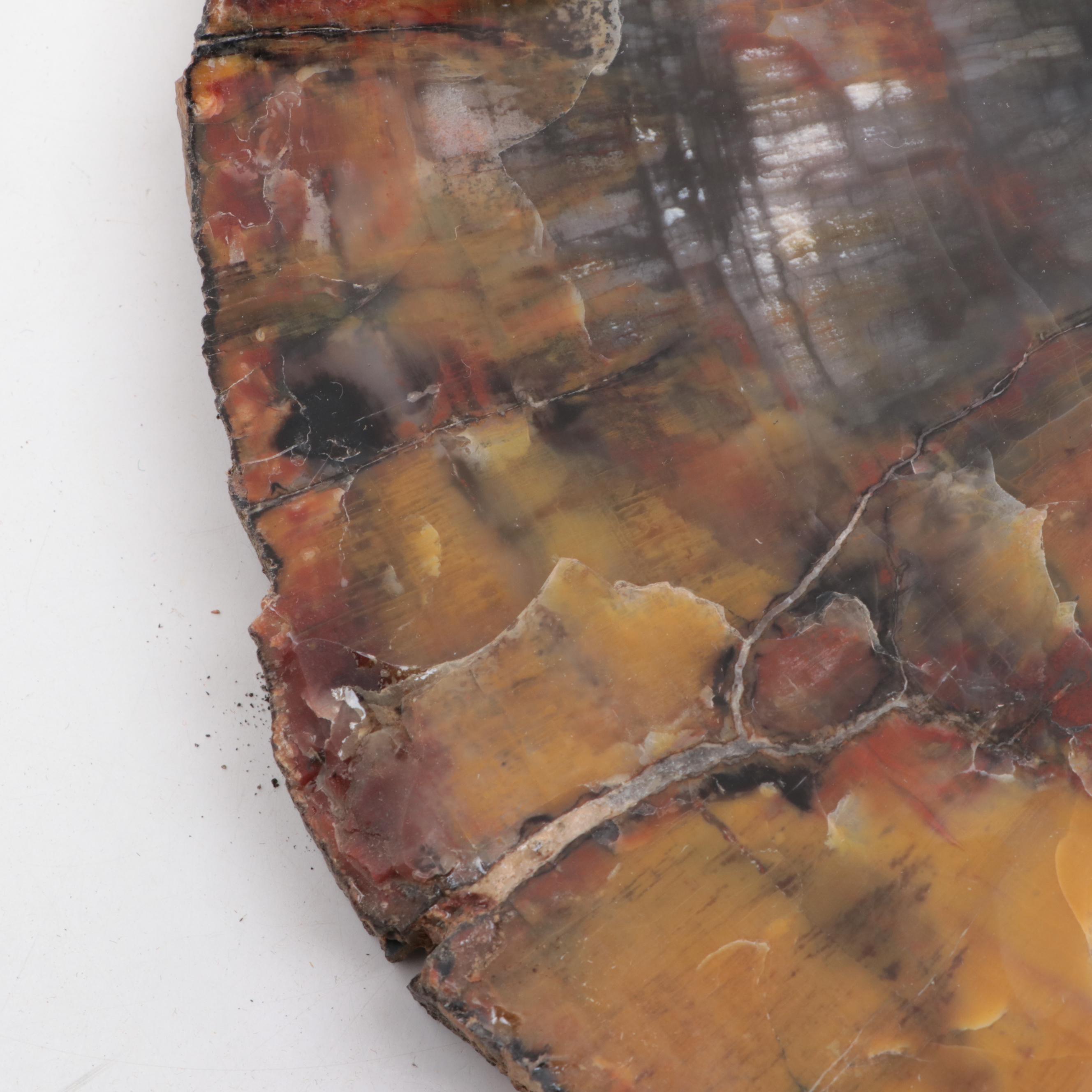 Polished Petrified and Agatized Wood Slab