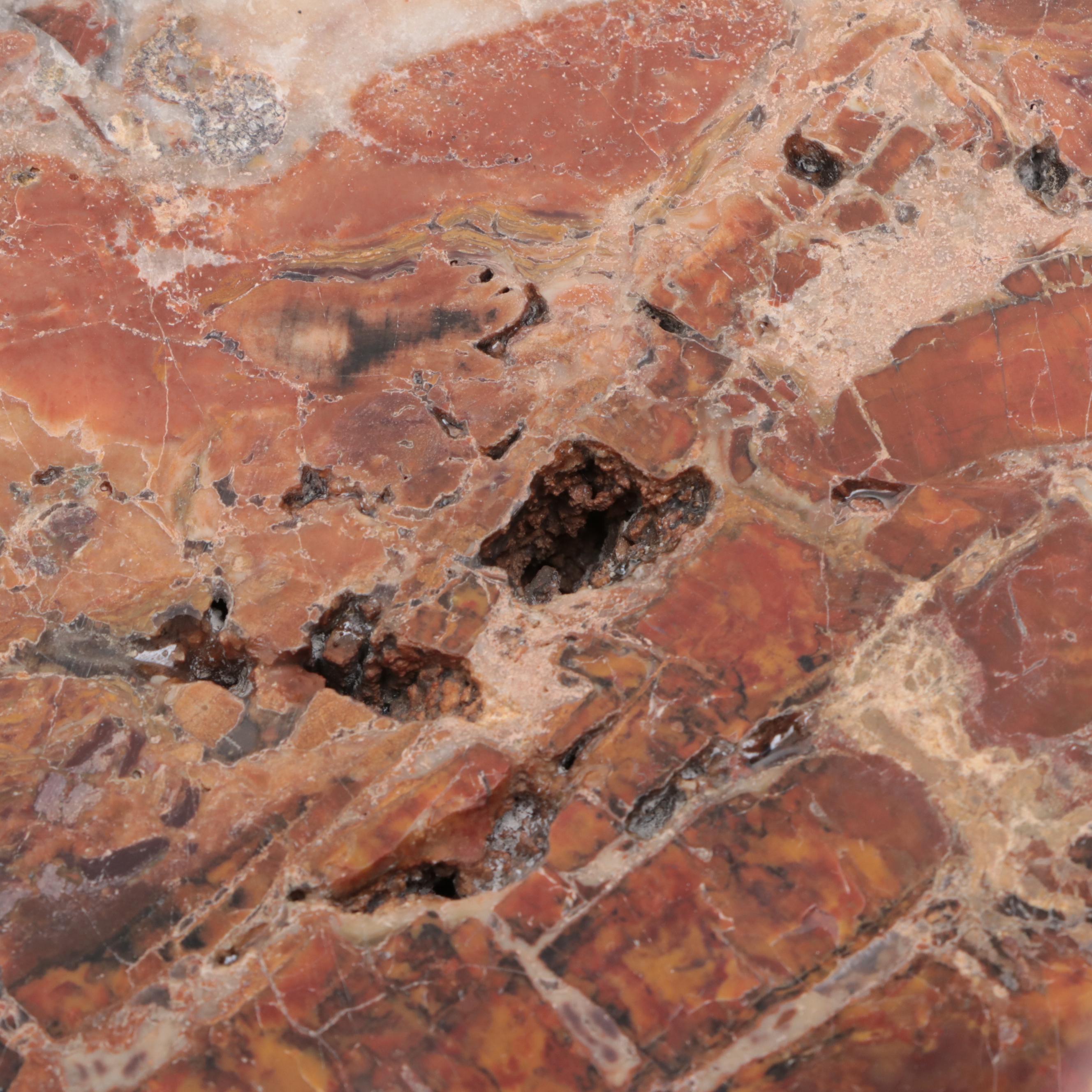 Polished Petrified and Agatized Wood Slab