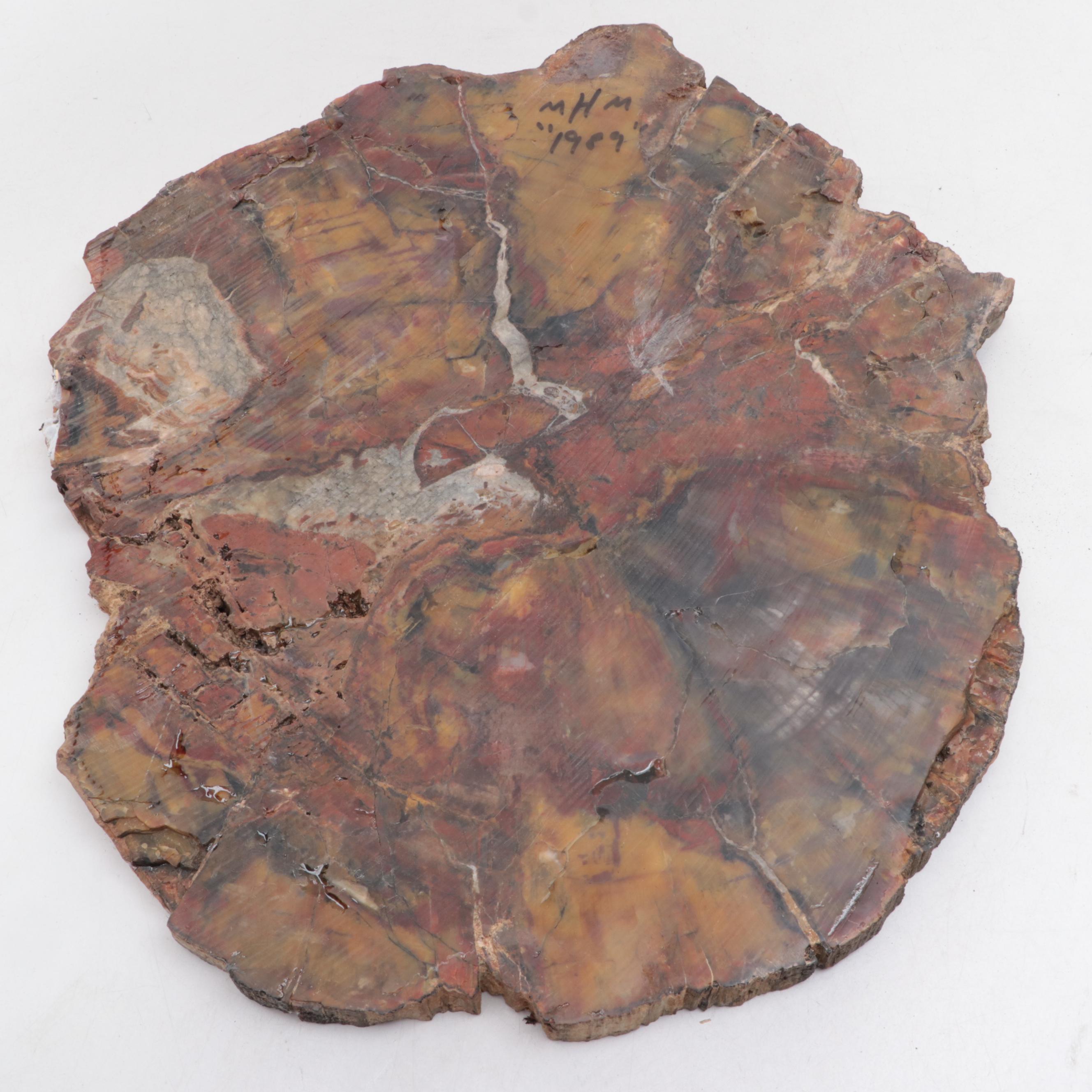 Polished Petrified and Agatized Wood Slab