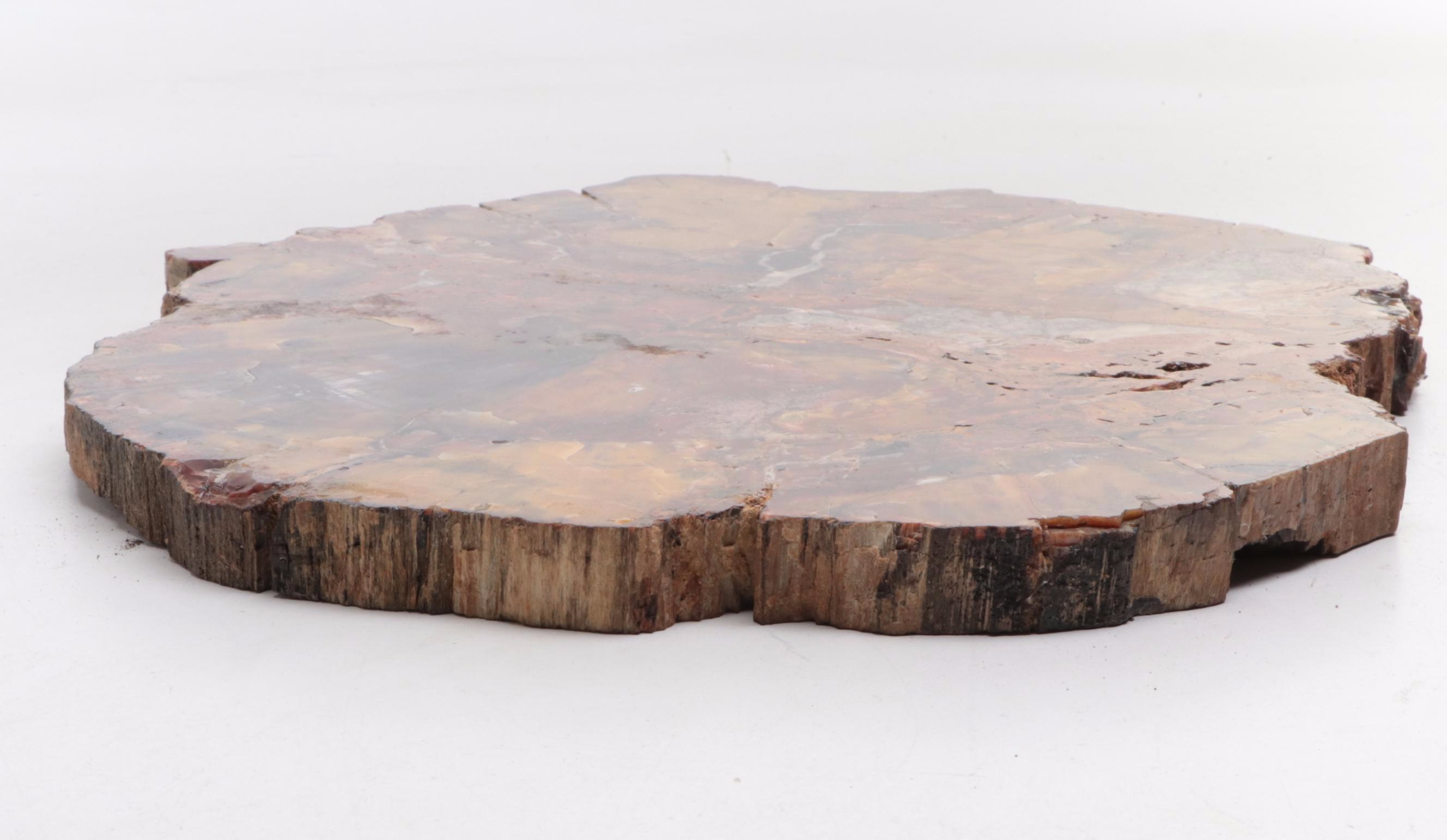 Polished Petrified and Agatized Wood Slab