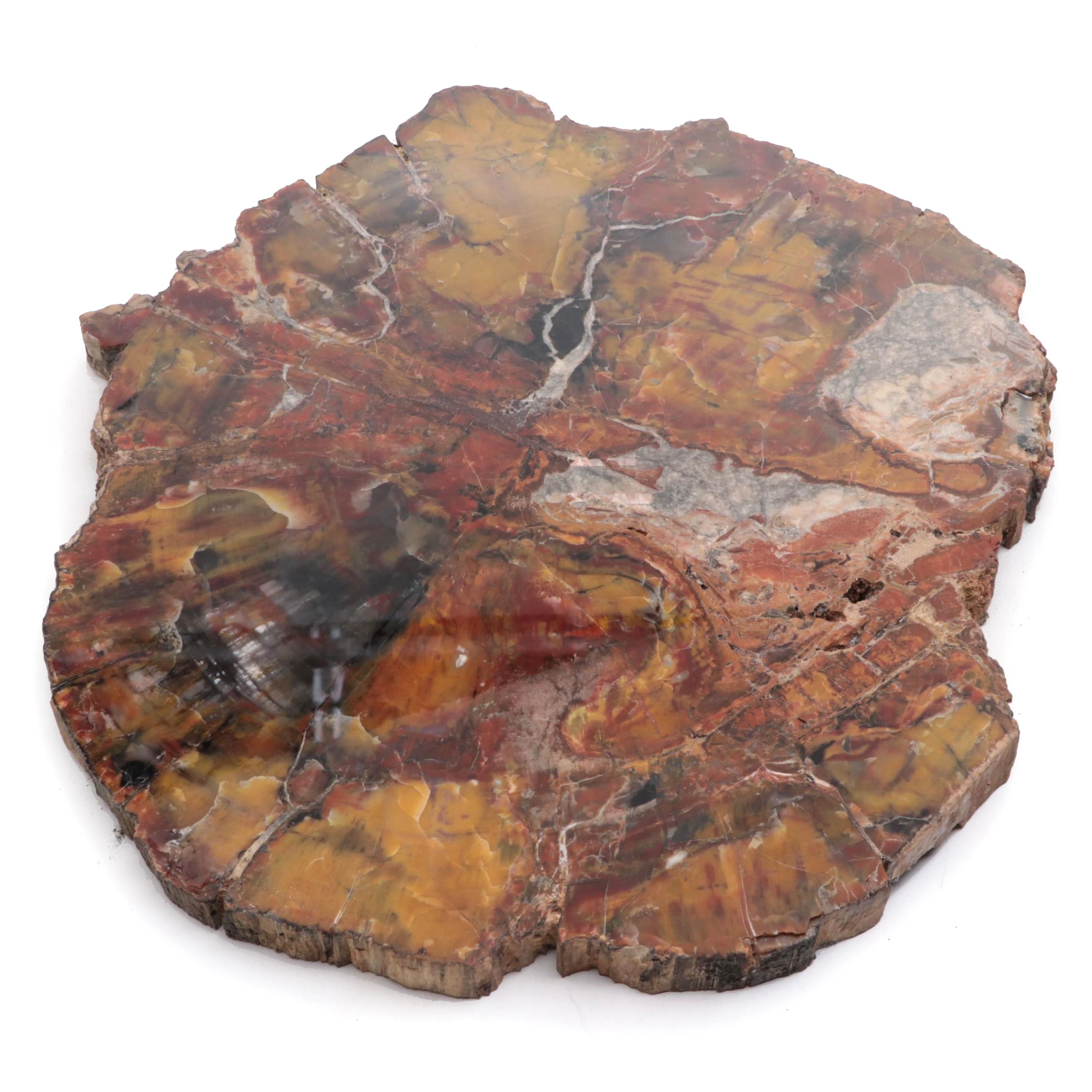 Polished Petrified and Agatized Wood Slab