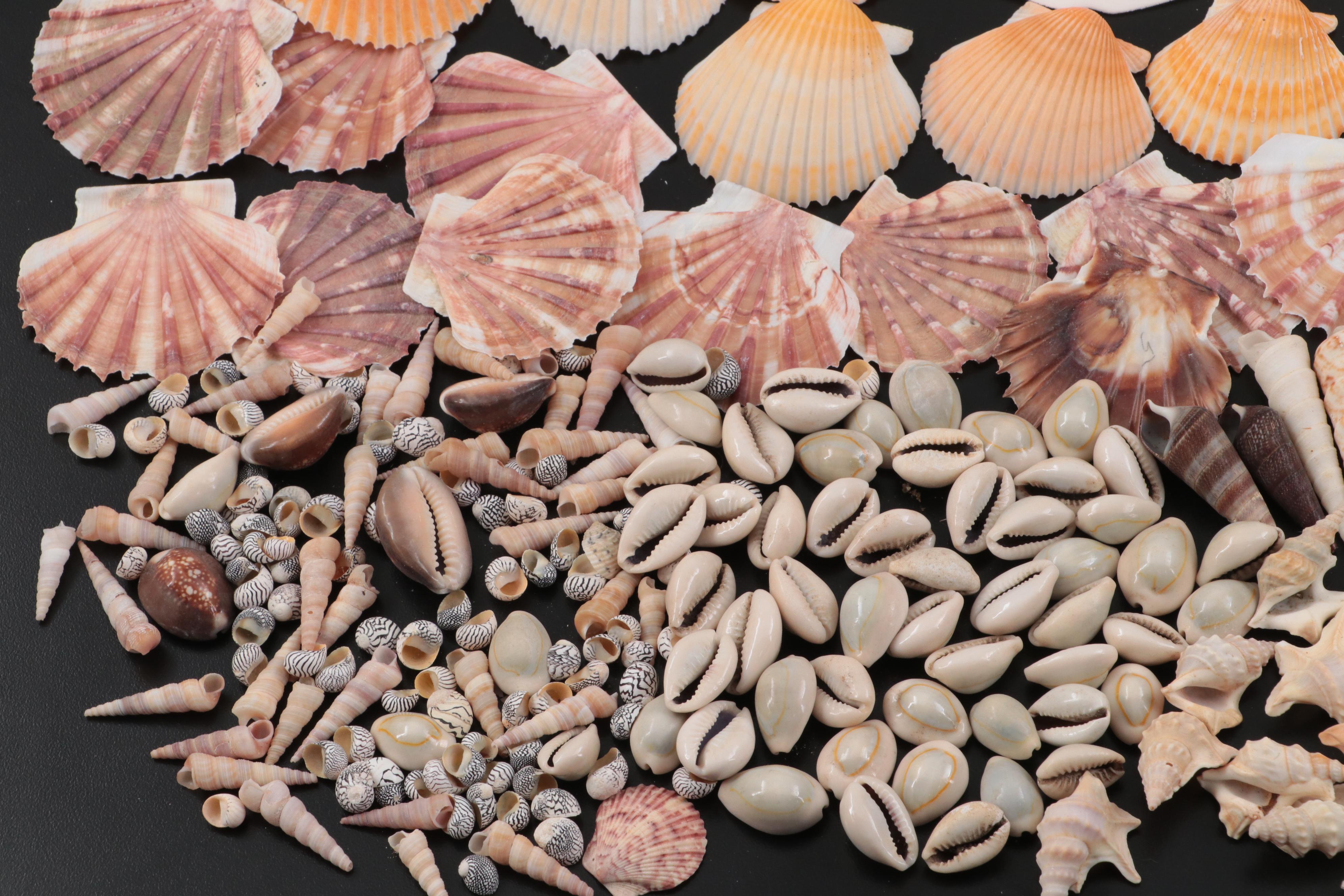 Auger Shells, Scallop Shells, Cowries, Cowries, Sand Dollar, Fossil Coral, More