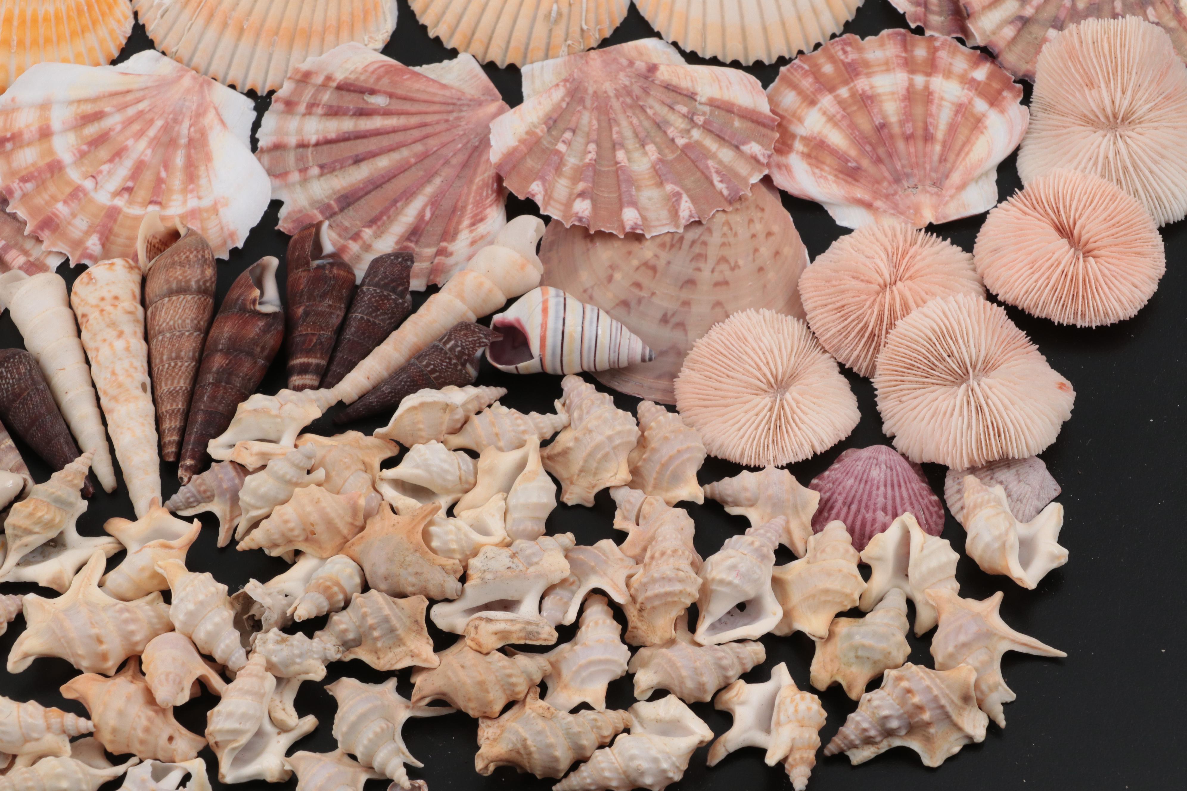 Auger Shells, Scallop Shells, Cowries, Cowries, Sand Dollar, Fossil Coral, More