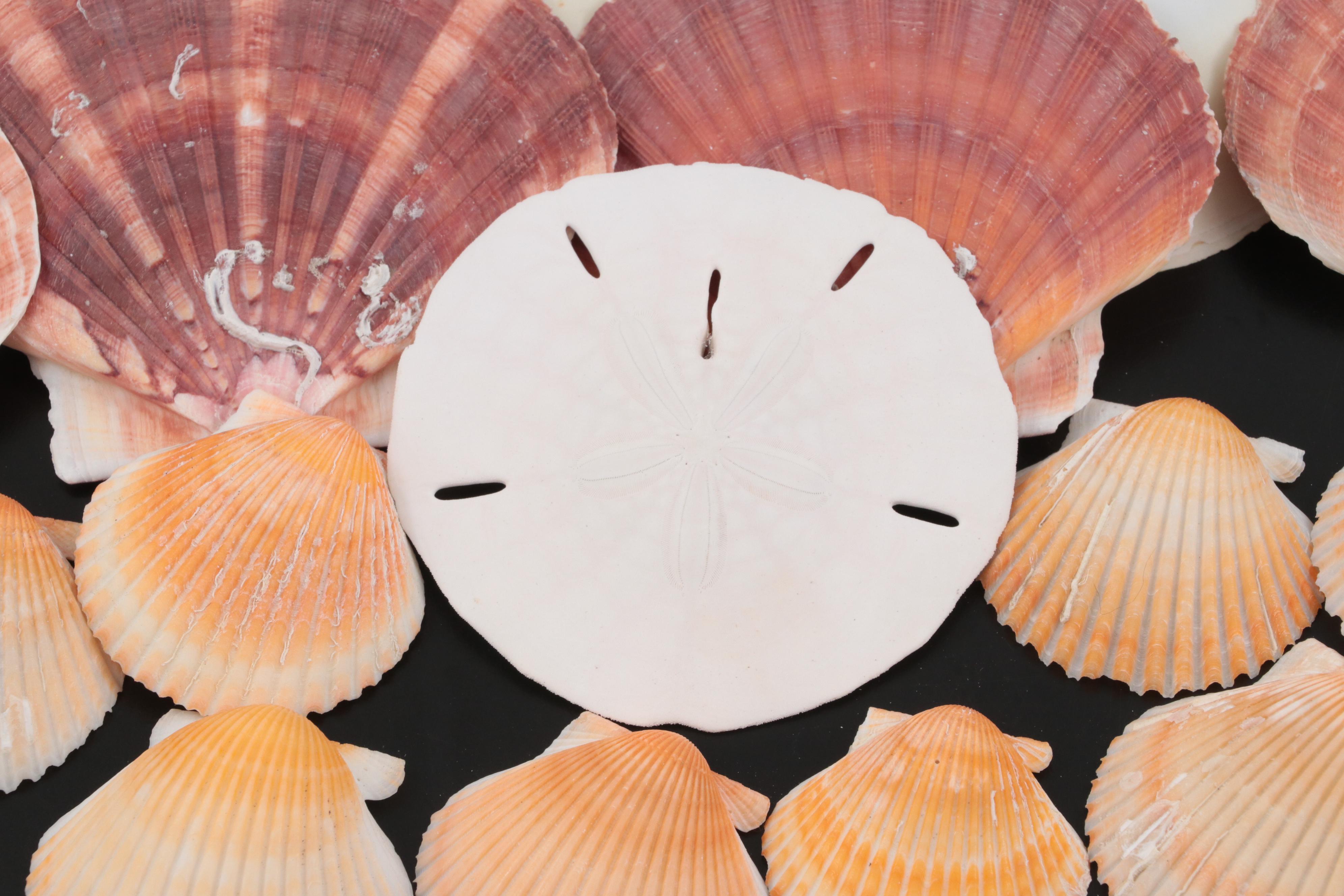 Auger Shells, Scallop Shells, Cowries, Cowries, Sand Dollar, Fossil Coral, More