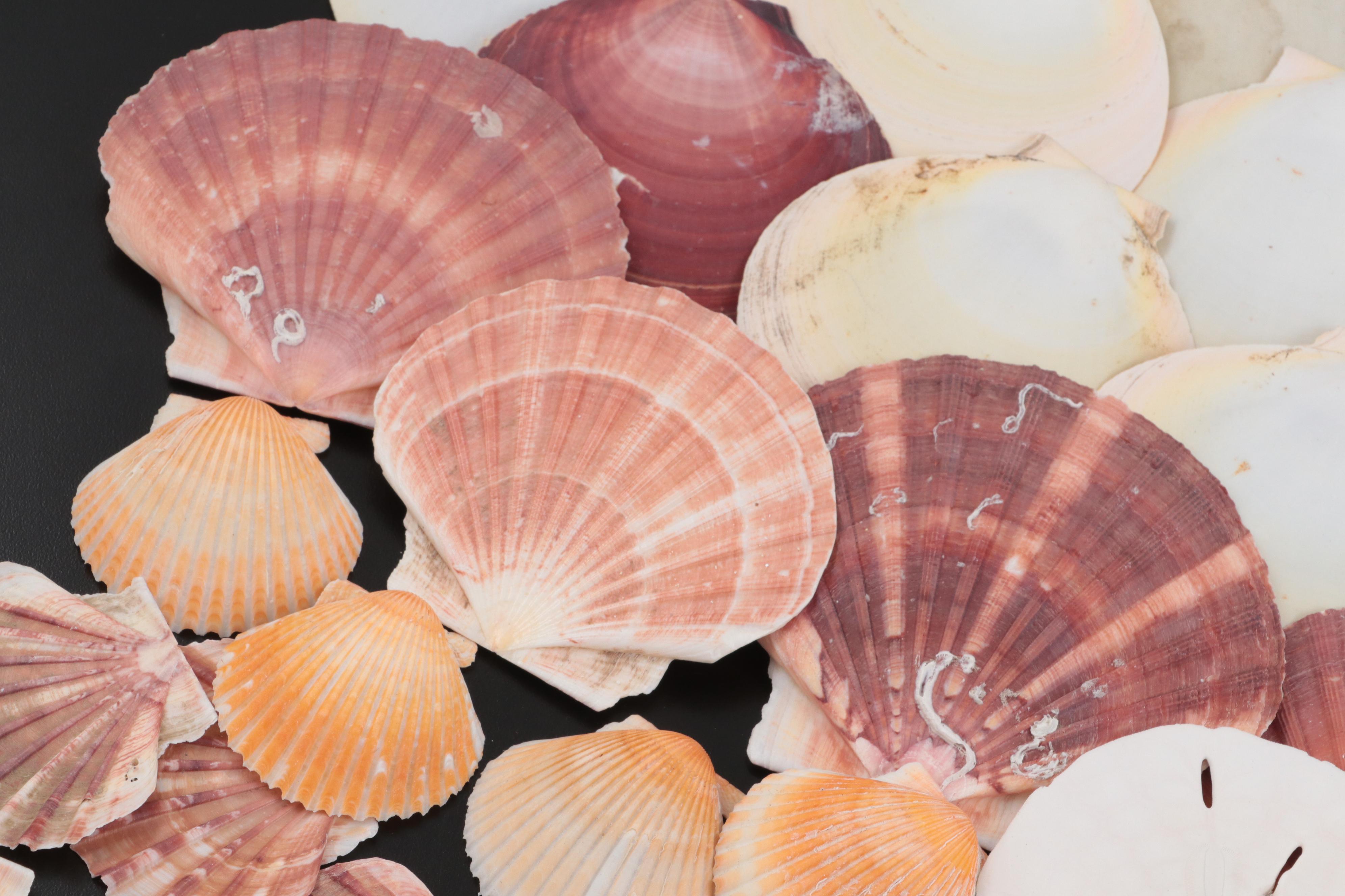 Auger Shells, Scallop Shells, Cowries, Cowries, Sand Dollar, Fossil Coral, More