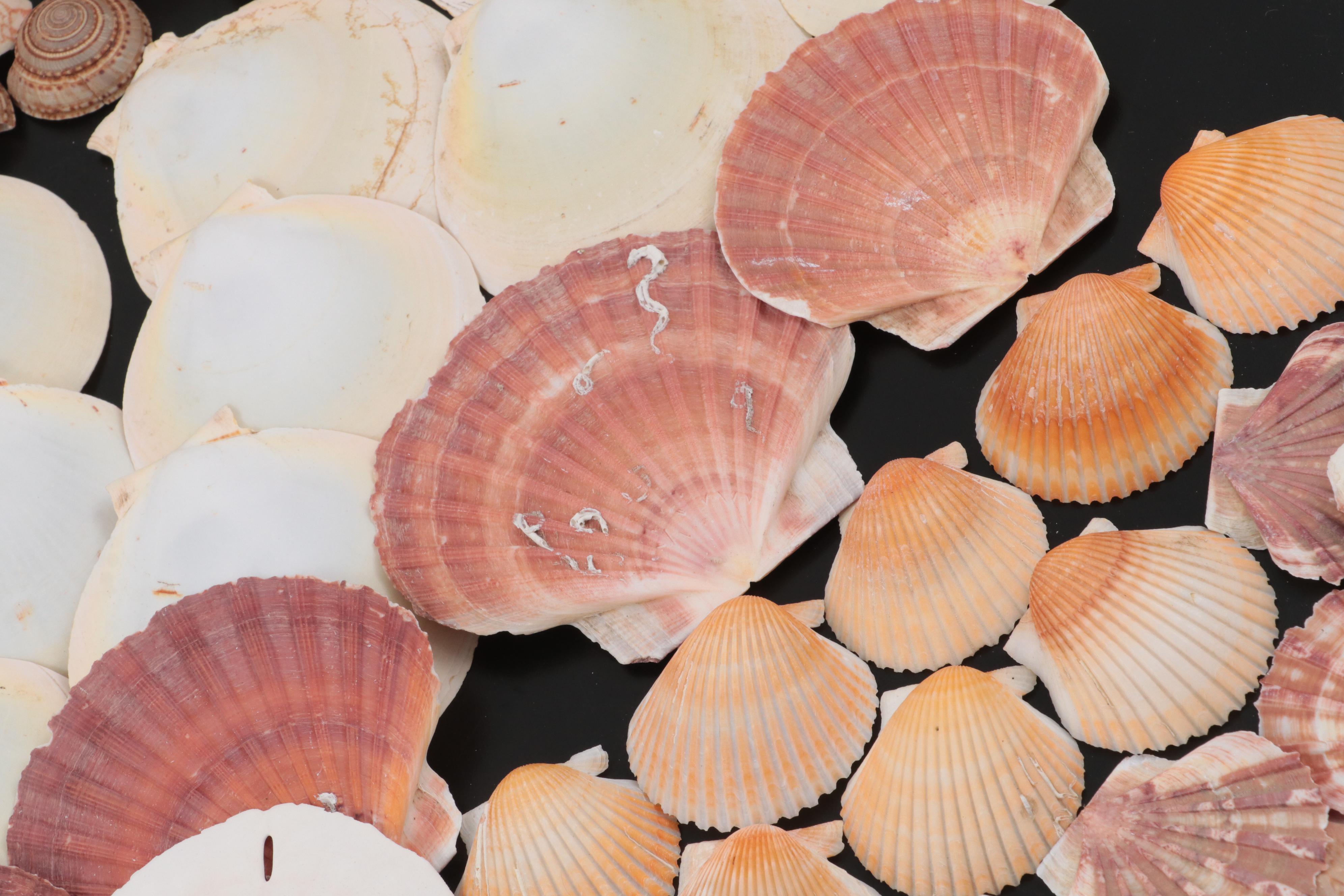 Auger Shells, Scallop Shells, Cowries, Cowries, Sand Dollar, Fossil Coral, More