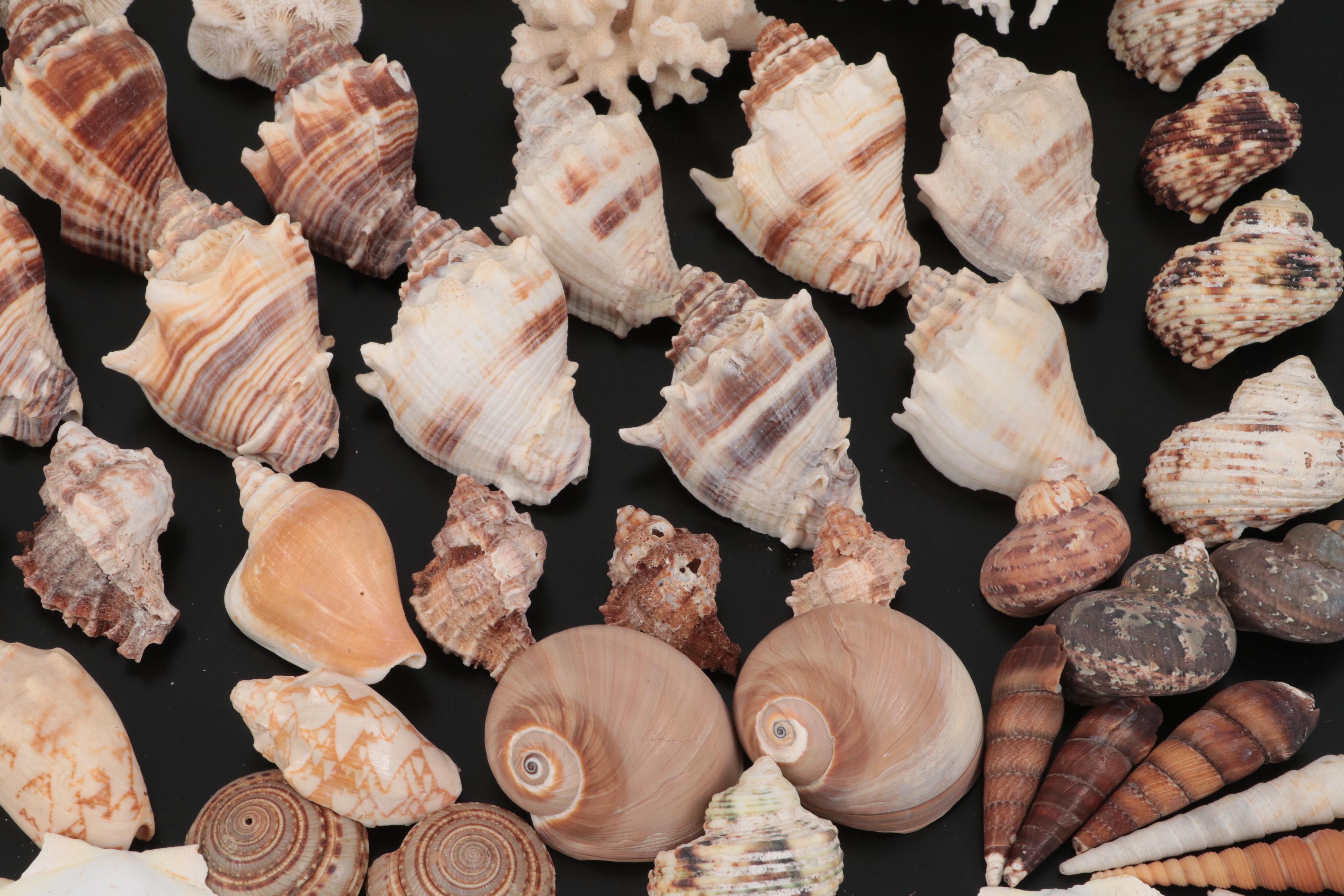 Auger Shells, Scallop Shells, Cowries, Cowries, Sand Dollar, Fossil Coral, More