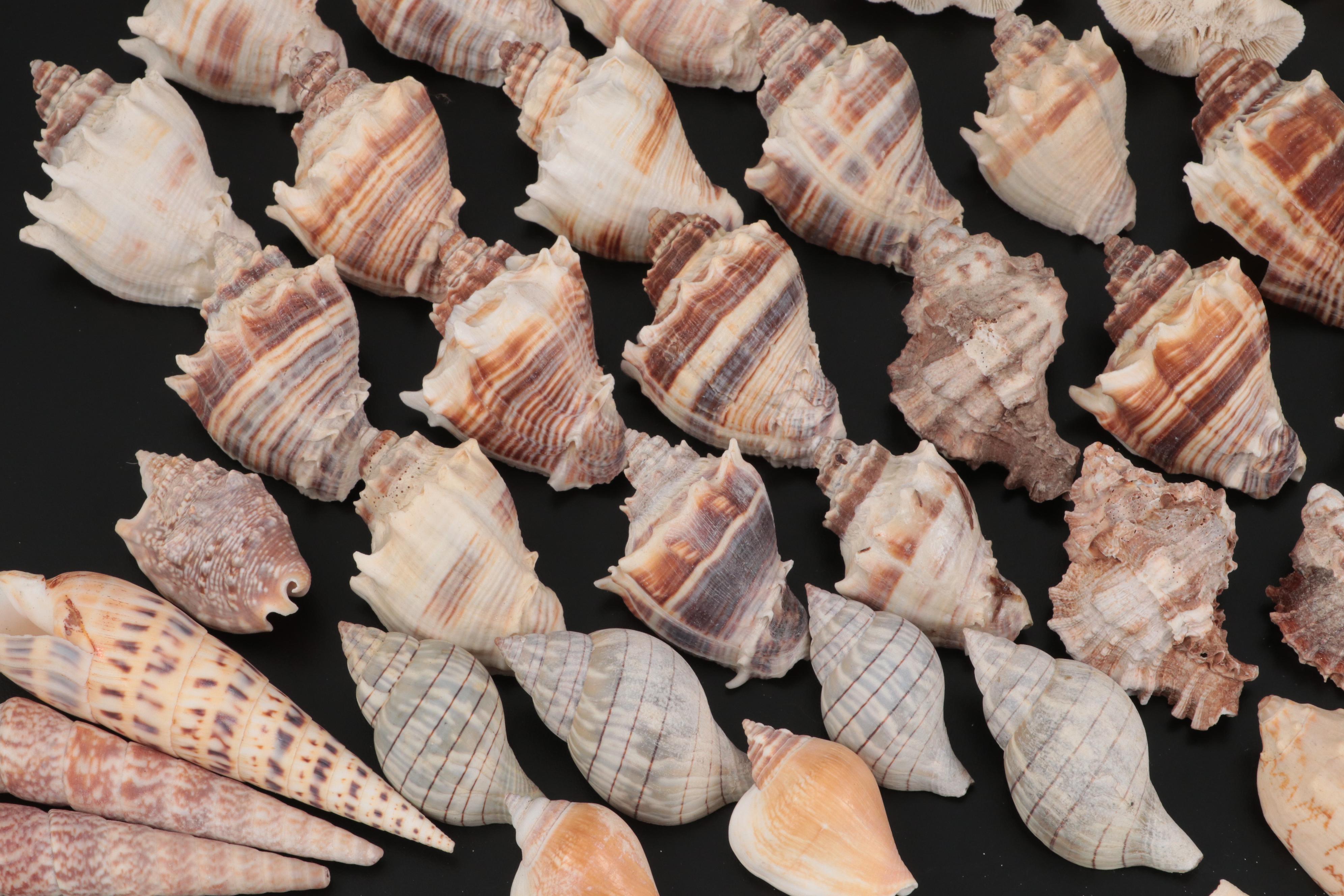 Auger Shells, Scallop Shells, Cowries, Cowries, Sand Dollar, Fossil Coral, More
