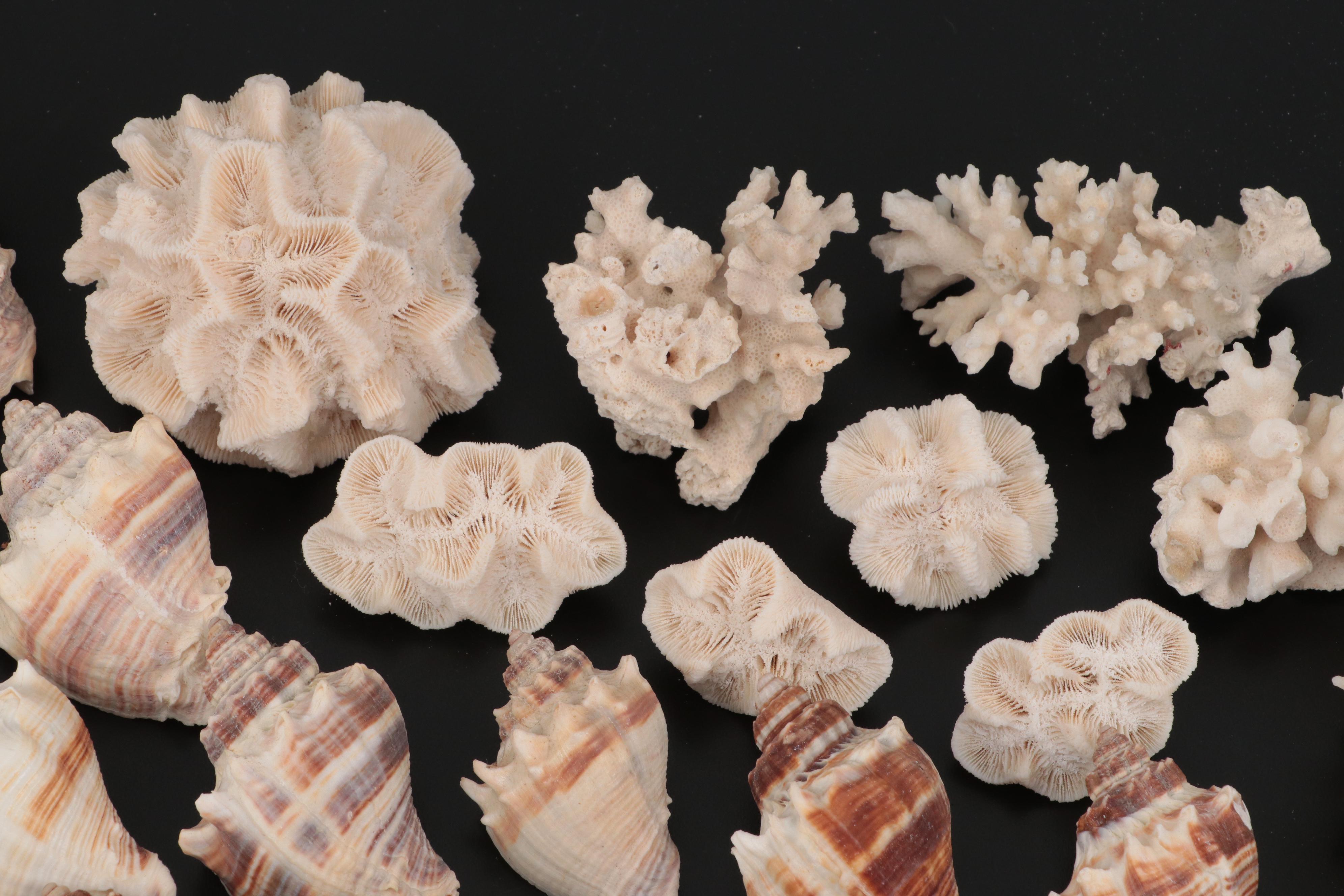 Auger Shells, Scallop Shells, Cowries, Cowries, Sand Dollar, Fossil Coral, More
