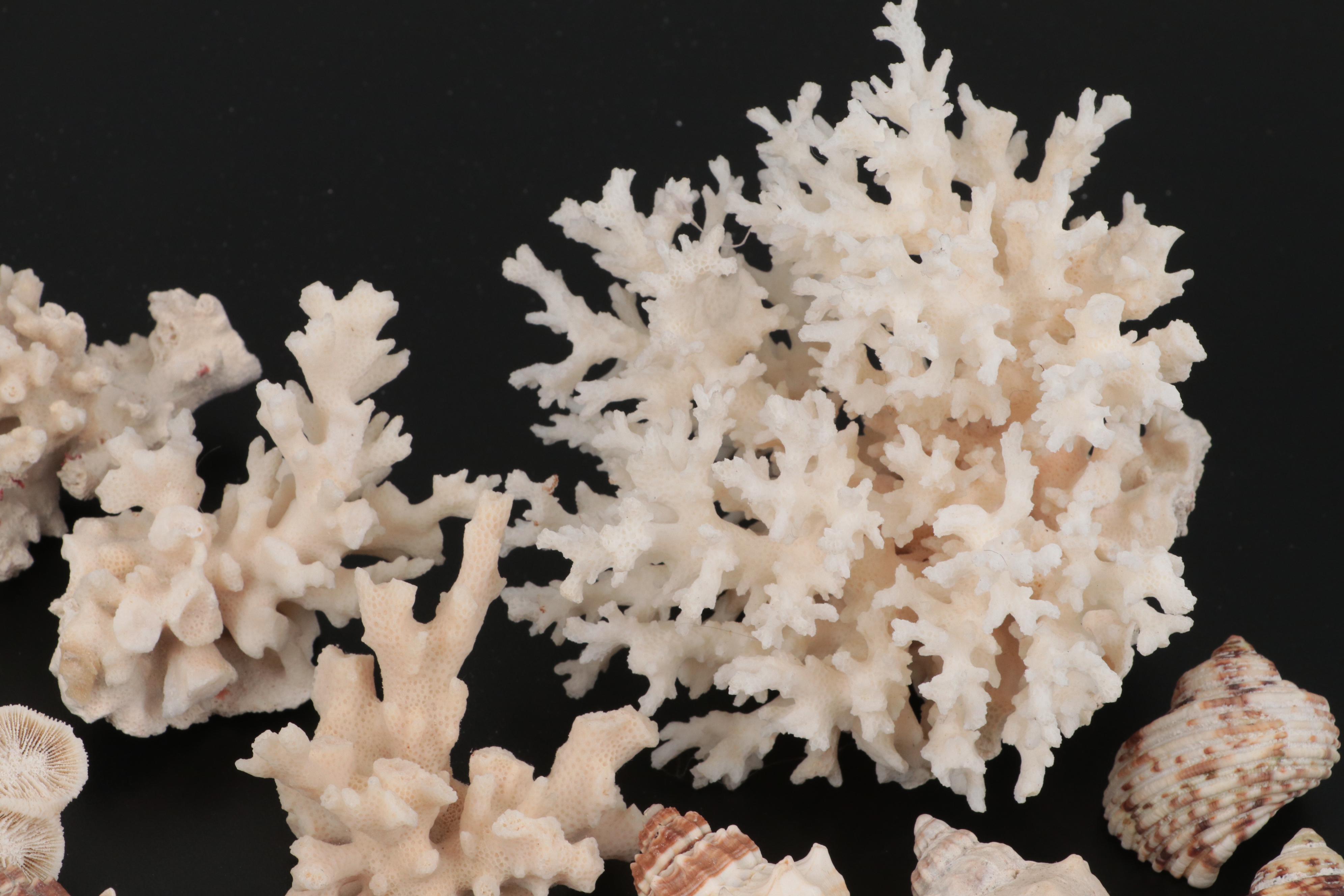 Auger Shells, Scallop Shells, Cowries, Cowries, Sand Dollar, Fossil Coral, More