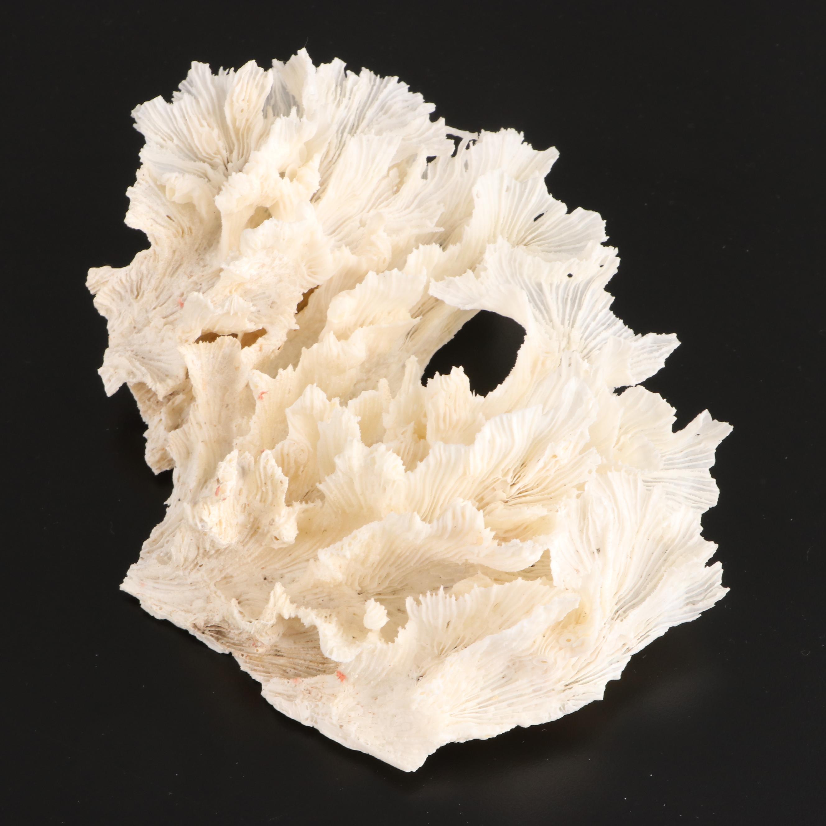 Crown Conchs, Augers, Fossil Corals, Mexican Flat Scallops and More Shells