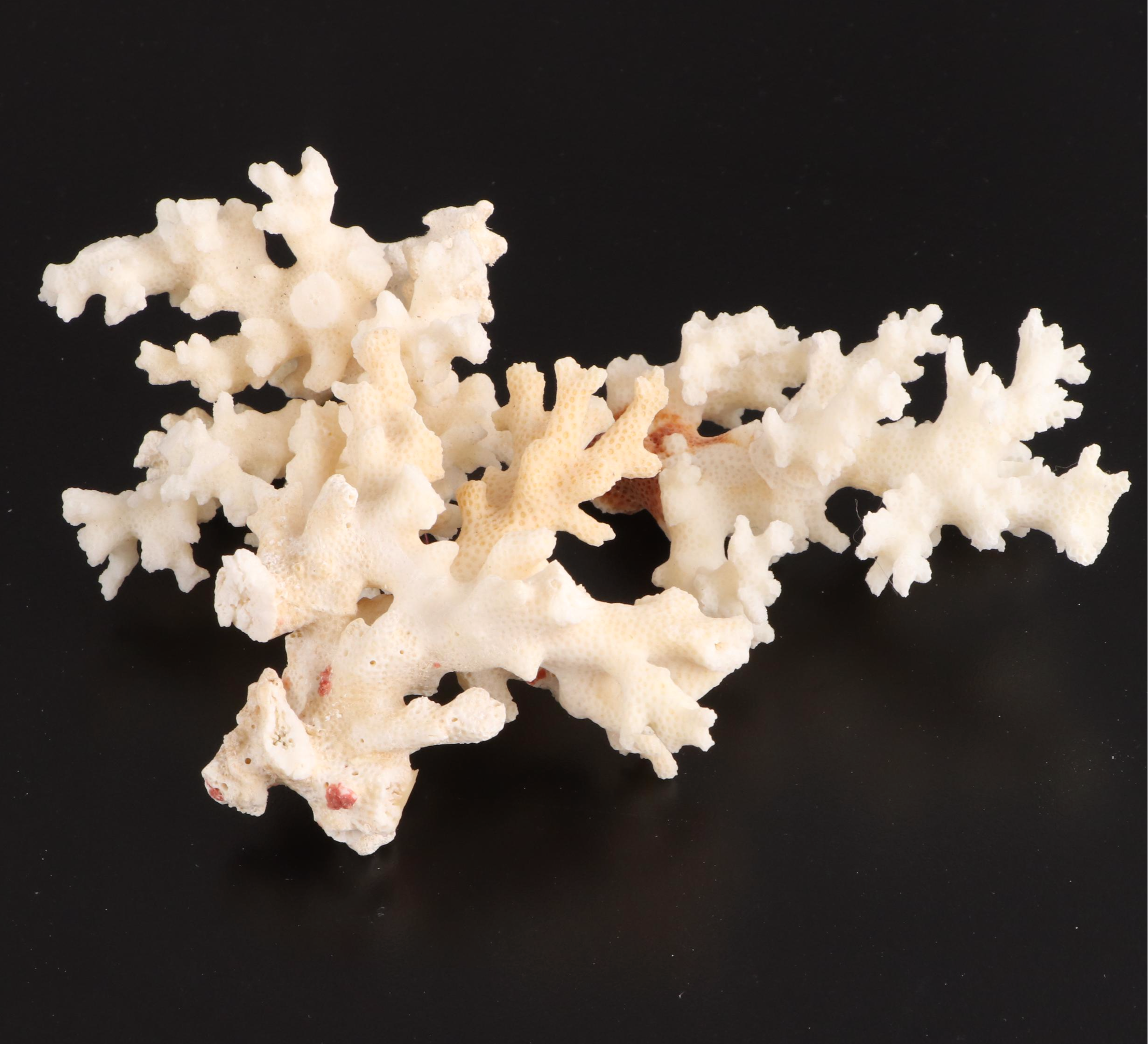 Crown Conchs, Augers, Fossil Corals, Mexican Flat Scallops and More Shells