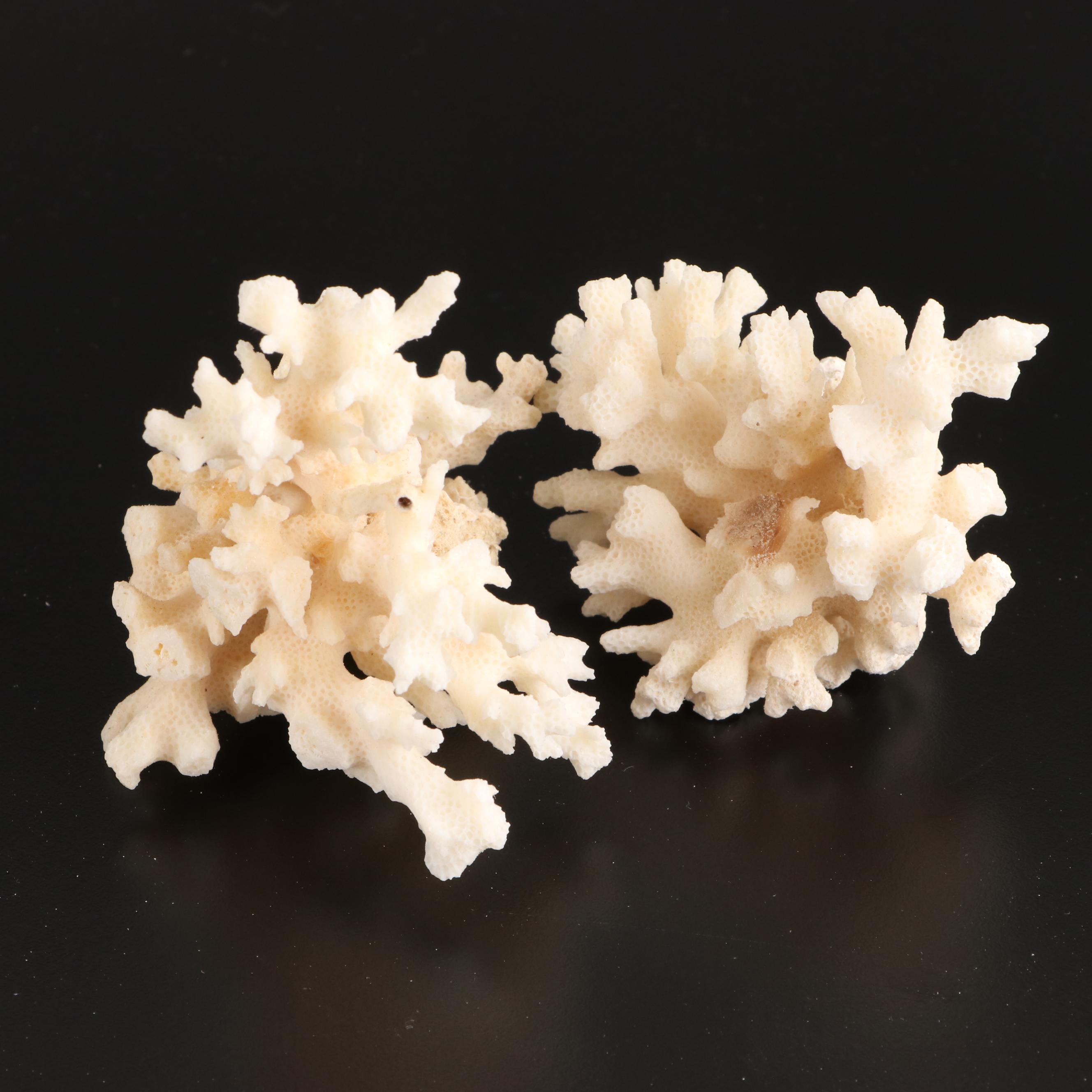 Crown Conchs, Augers, Fossil Corals, Mexican Flat Scallops and More Shells