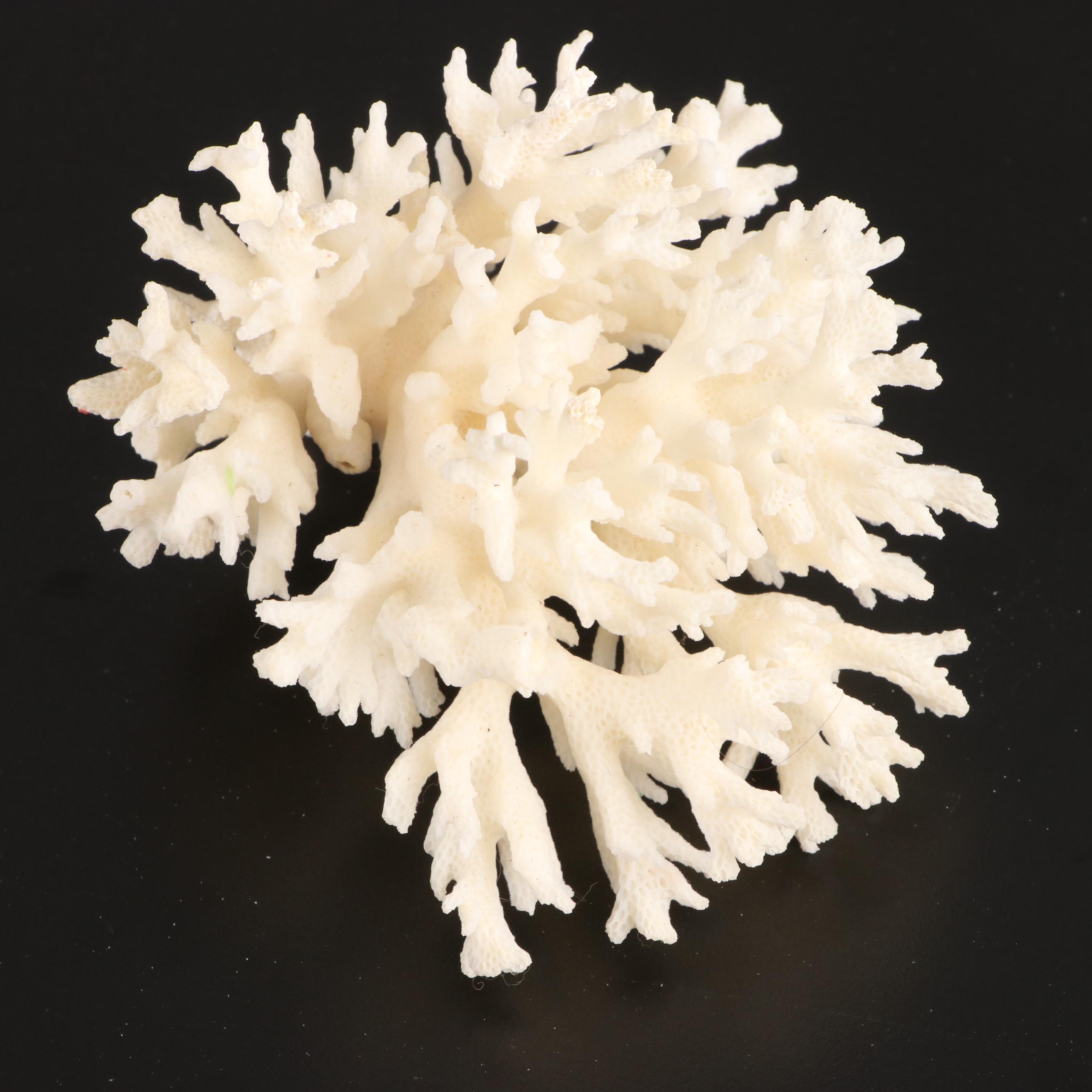 Crown Conchs, Augers, Fossil Corals, Mexican Flat Scallops and More Shells