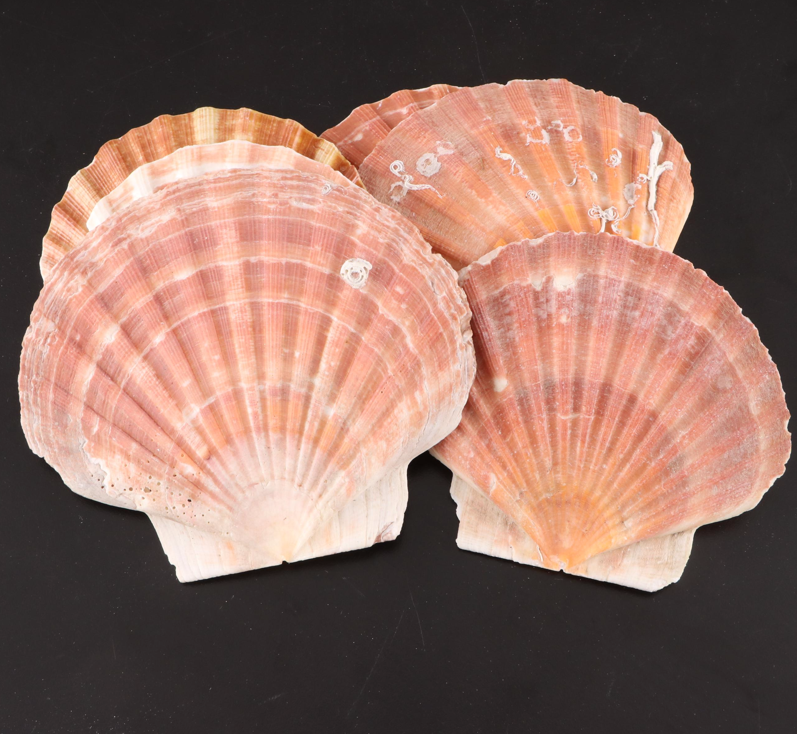 Crown Conchs, Augers, Fossil Corals, Mexican Flat Scallops and More Shells