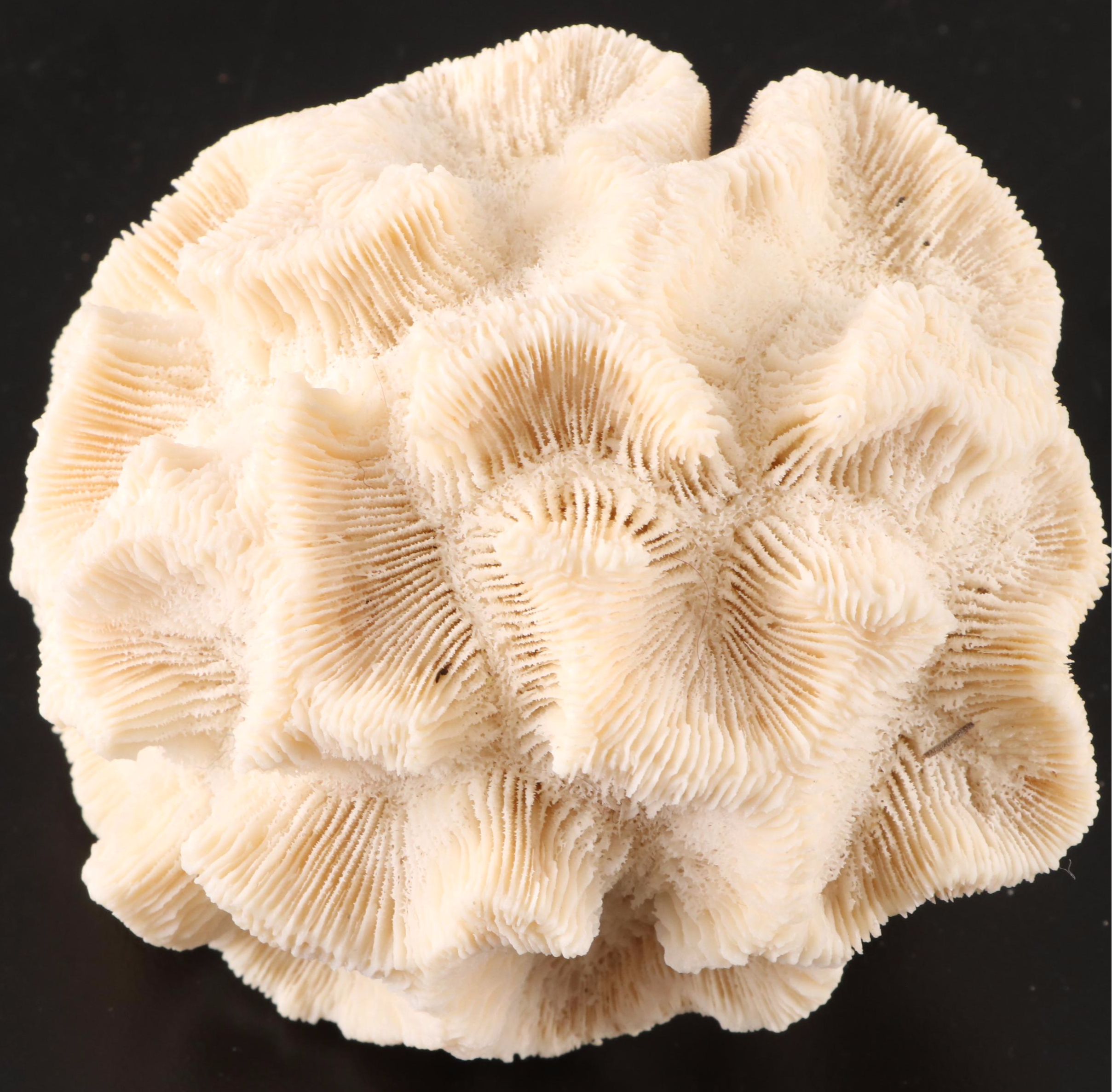 Crown Conchs, Augers, Fossil Corals, Mexican Flat Scallops and More Shells