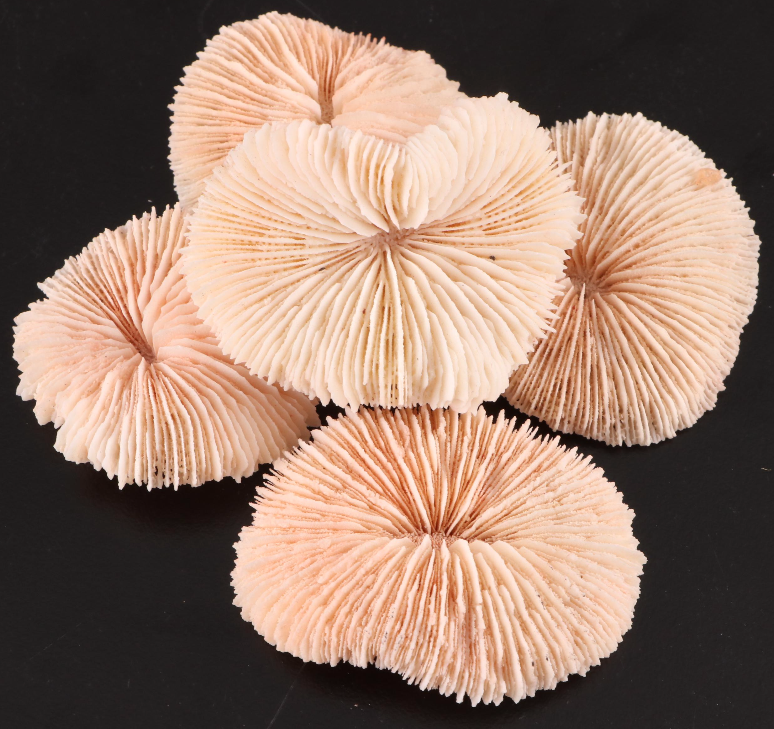 Crown Conchs, Augers, Fossil Corals, Mexican Flat Scallops and More Shells