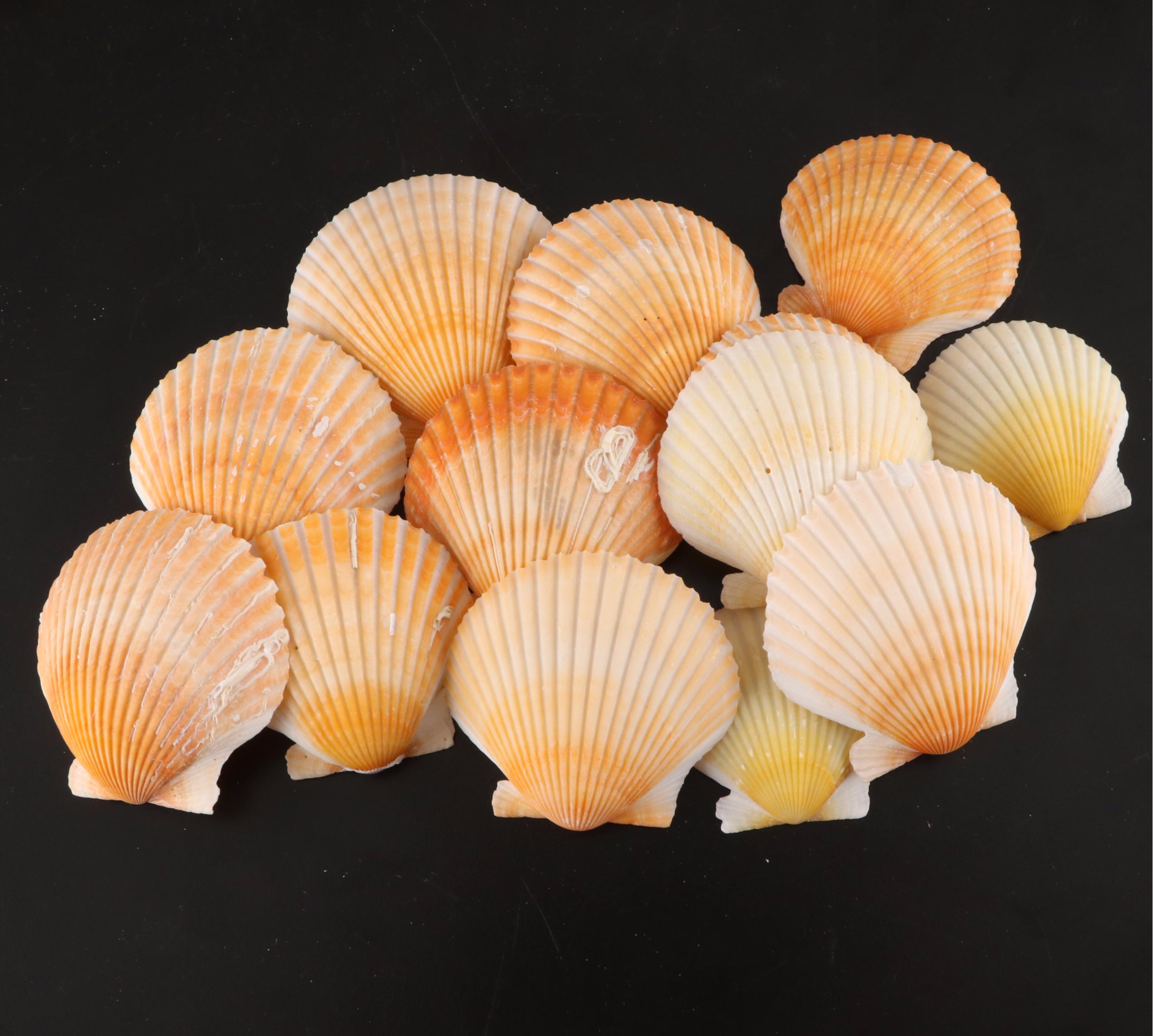 Crown Conchs, Augers, Fossil Corals, Mexican Flat Scallops and More Shells