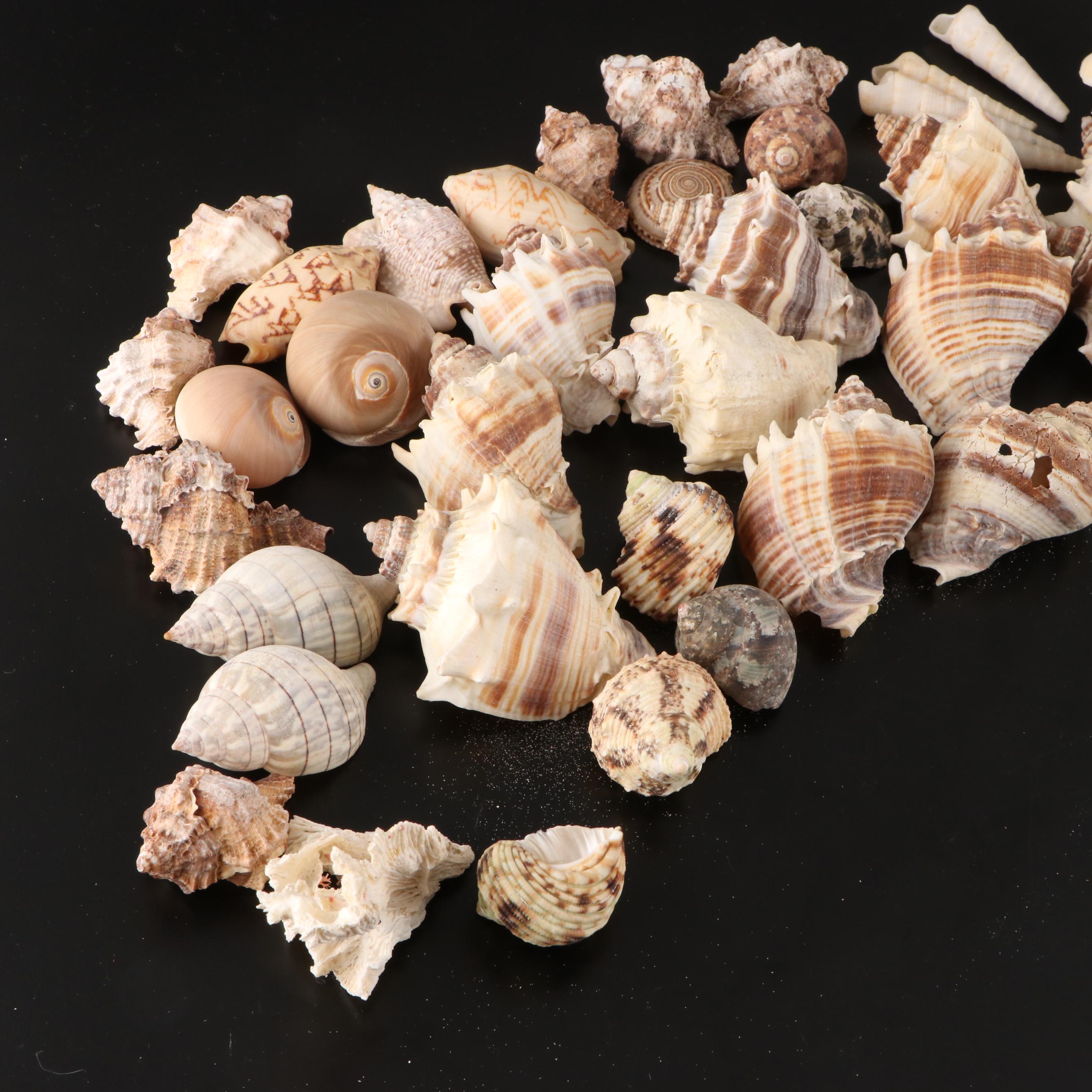 Crown Conchs, Augers, Fossil Corals, Mexican Flat Scallops and More Shells
