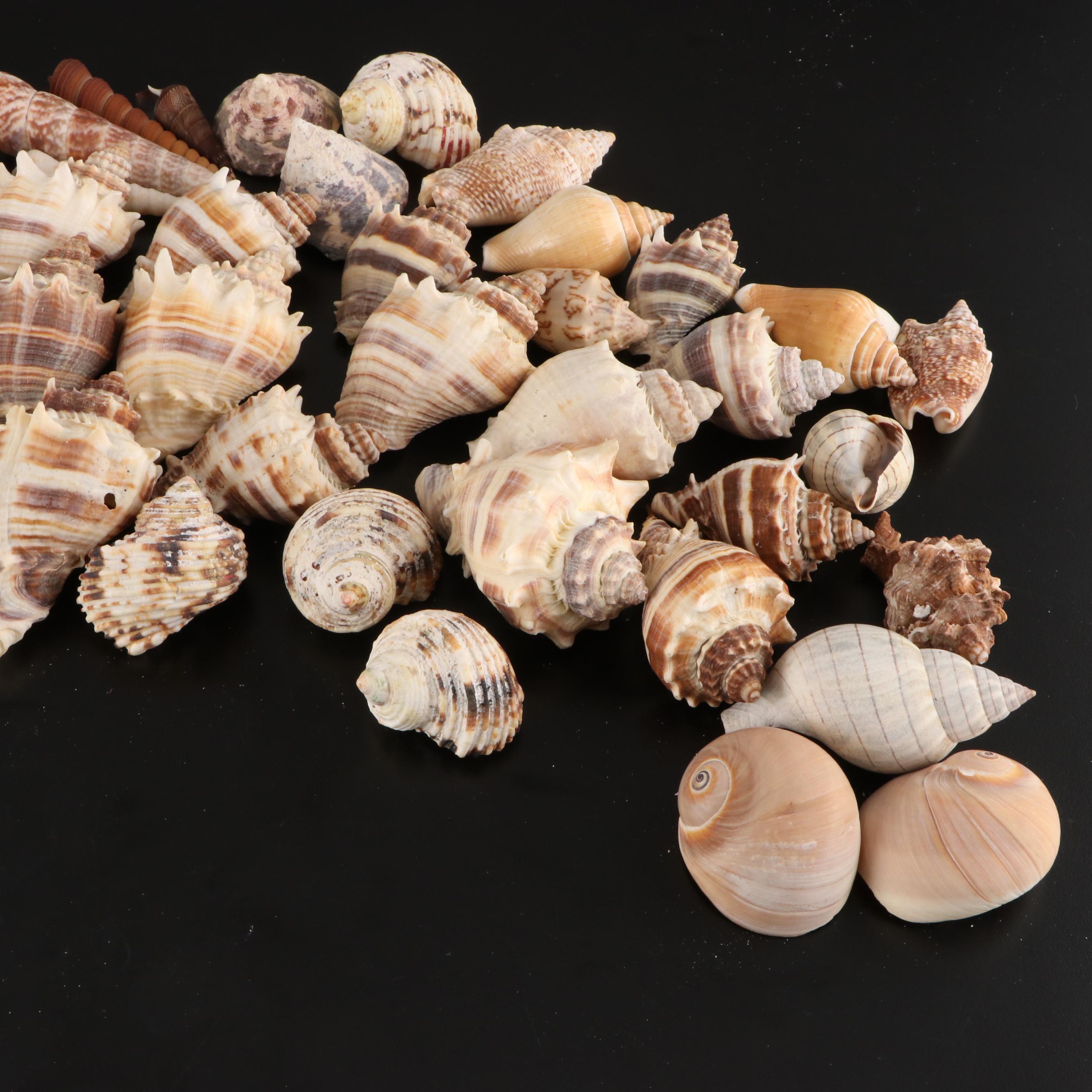 Crown Conchs, Augers, Fossil Corals, Mexican Flat Scallops and More Shells