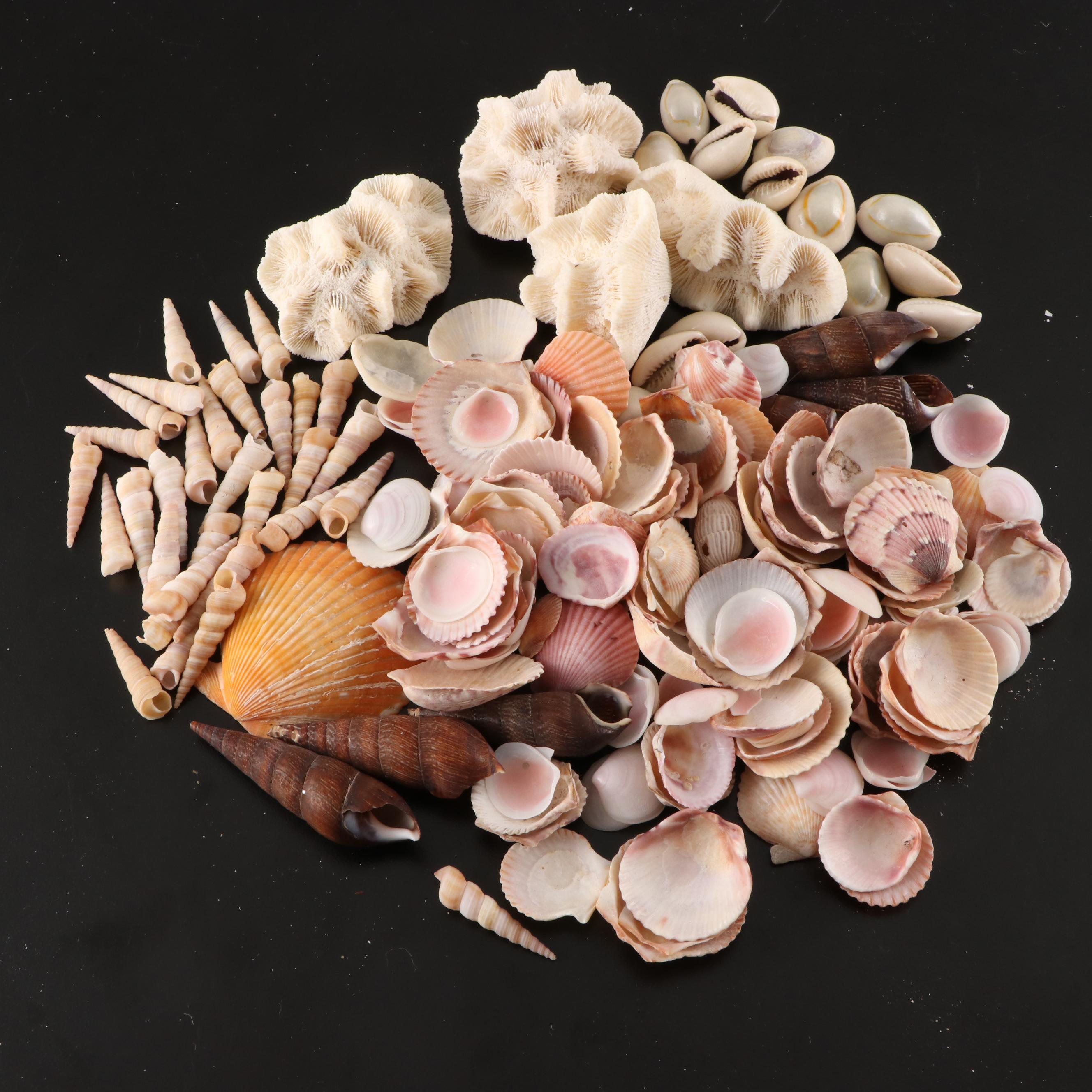 Crown Conchs, Augers, Fossil Corals, Mexican Flat Scallops and More Shells