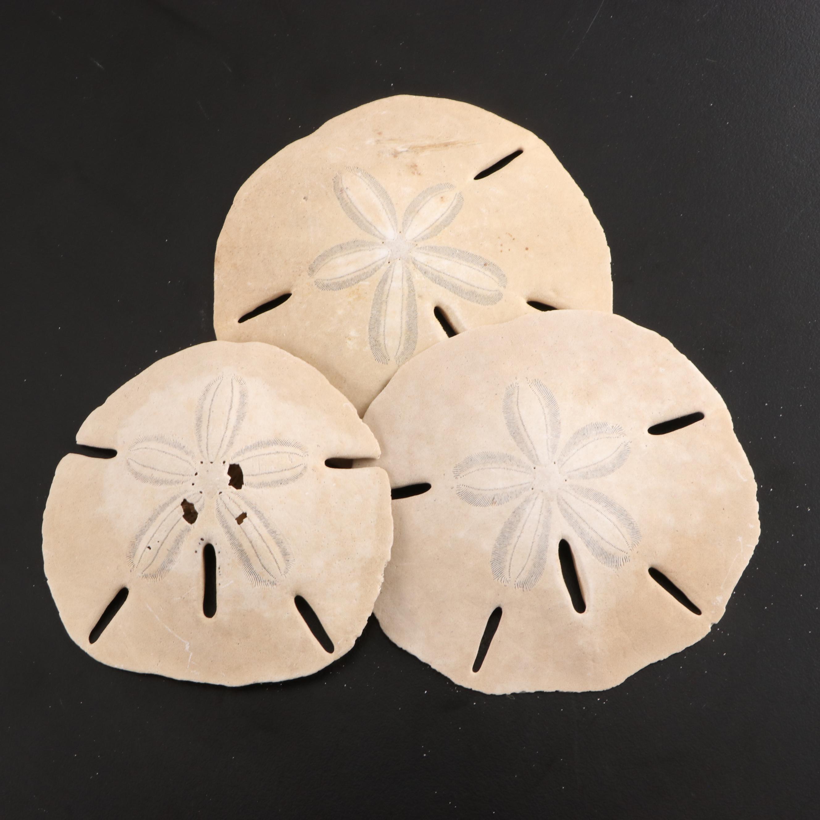 Crown Conchs, Augers, Fossil Corals, Mexican Flat Scallops and More Shells