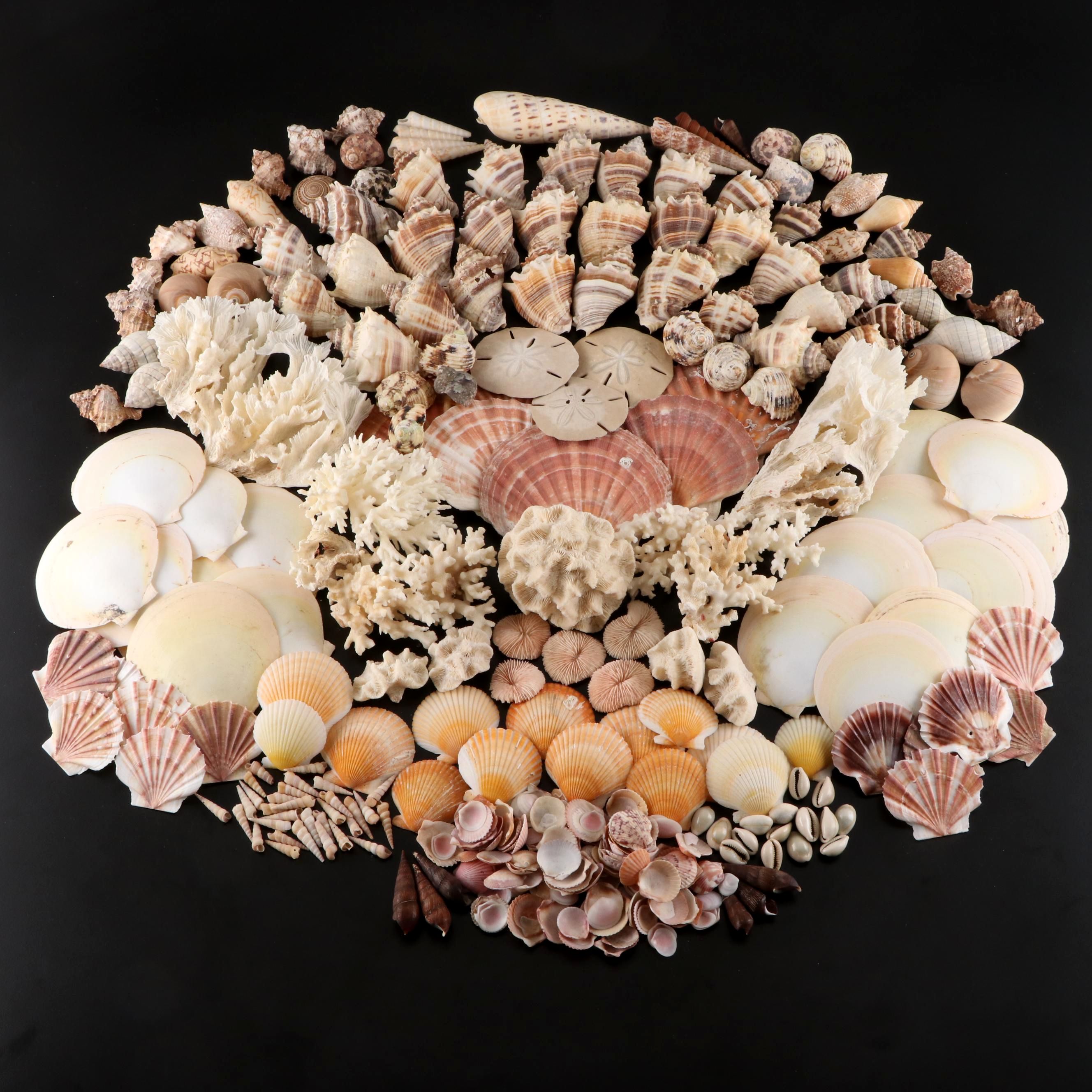Crown Conchs, Augers, Fossil Corals, Mexican Flat Scallops and More Shells
