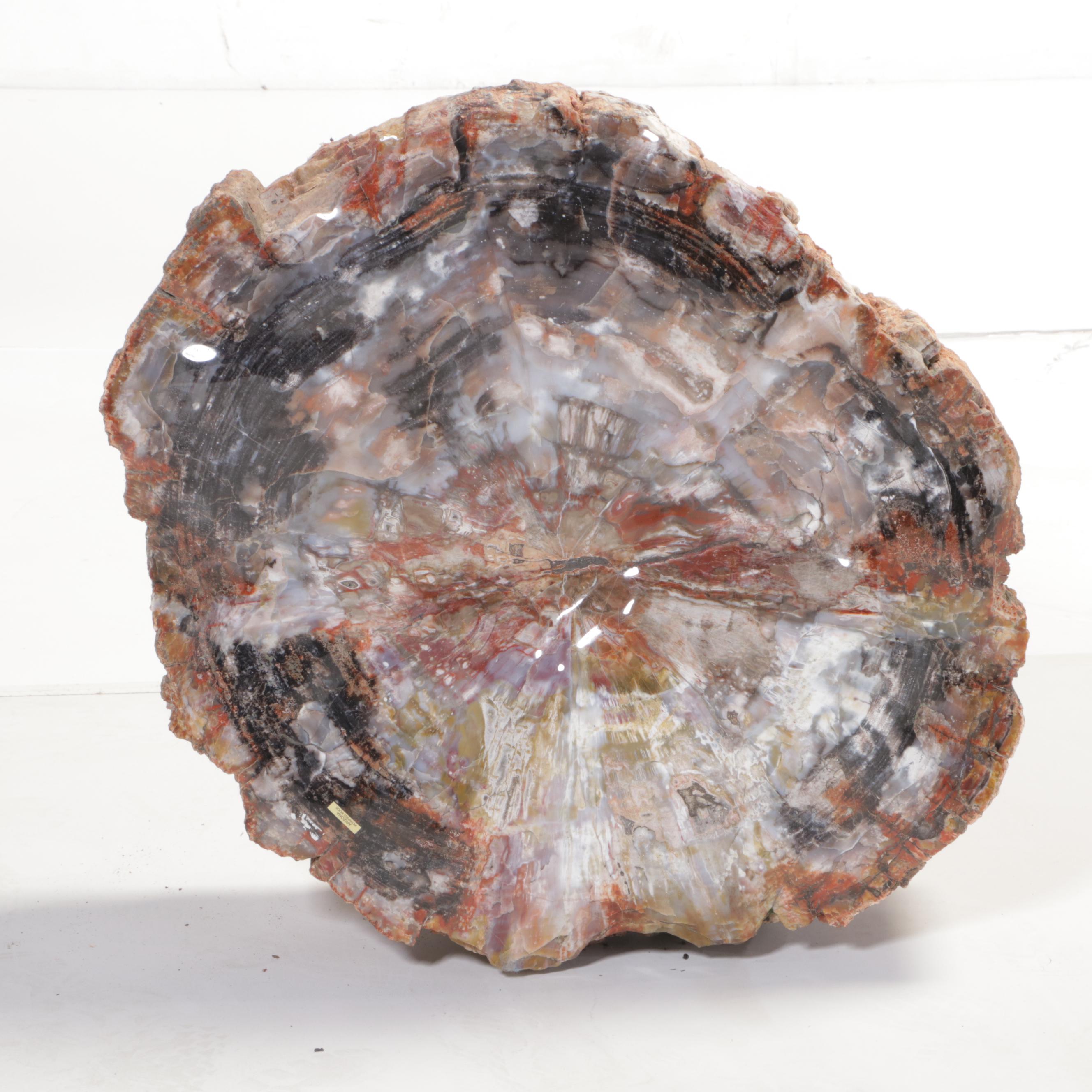 Agatized Petrified Wood Slab