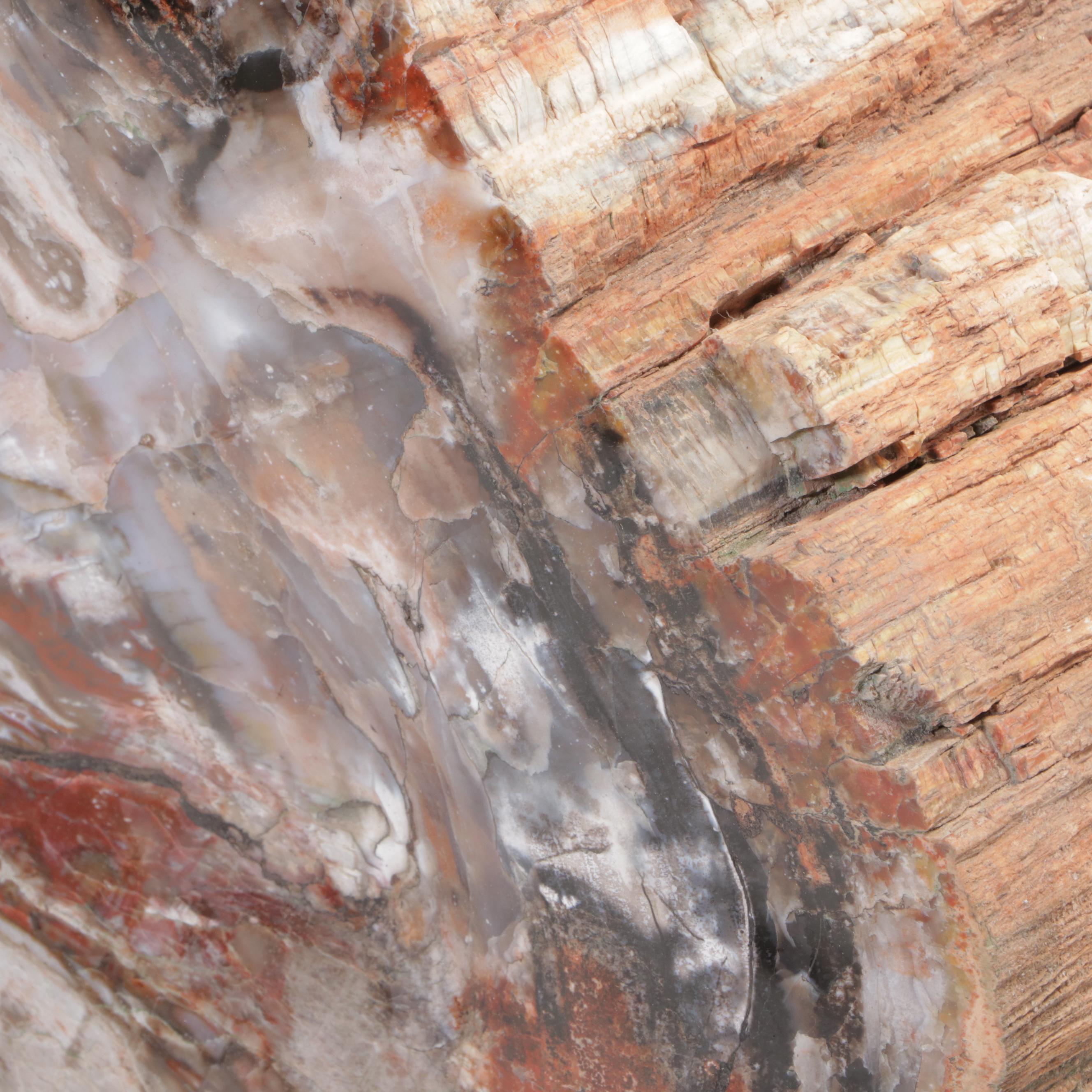 Agatized Petrified Wood Slab