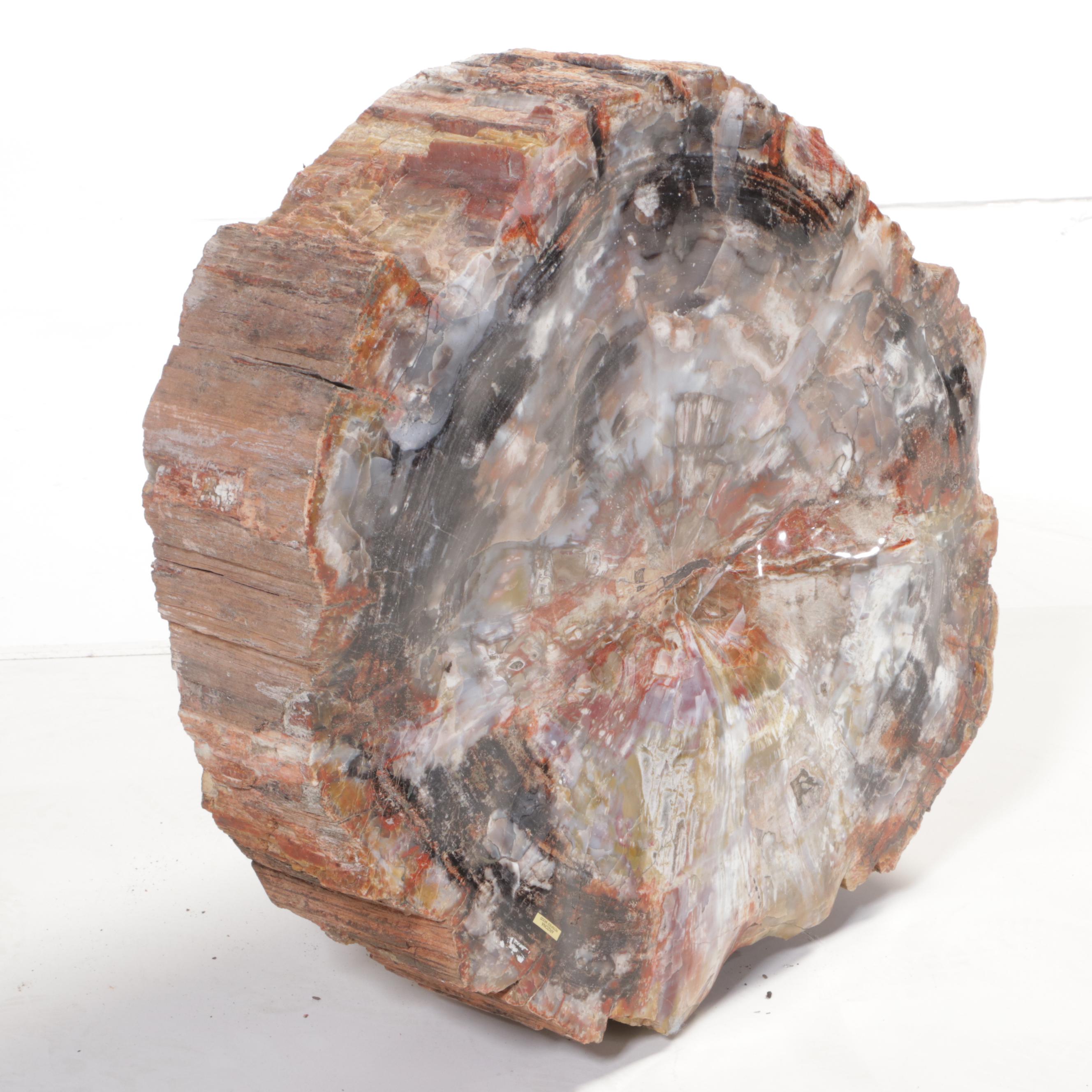 Agatized Petrified Wood Slab