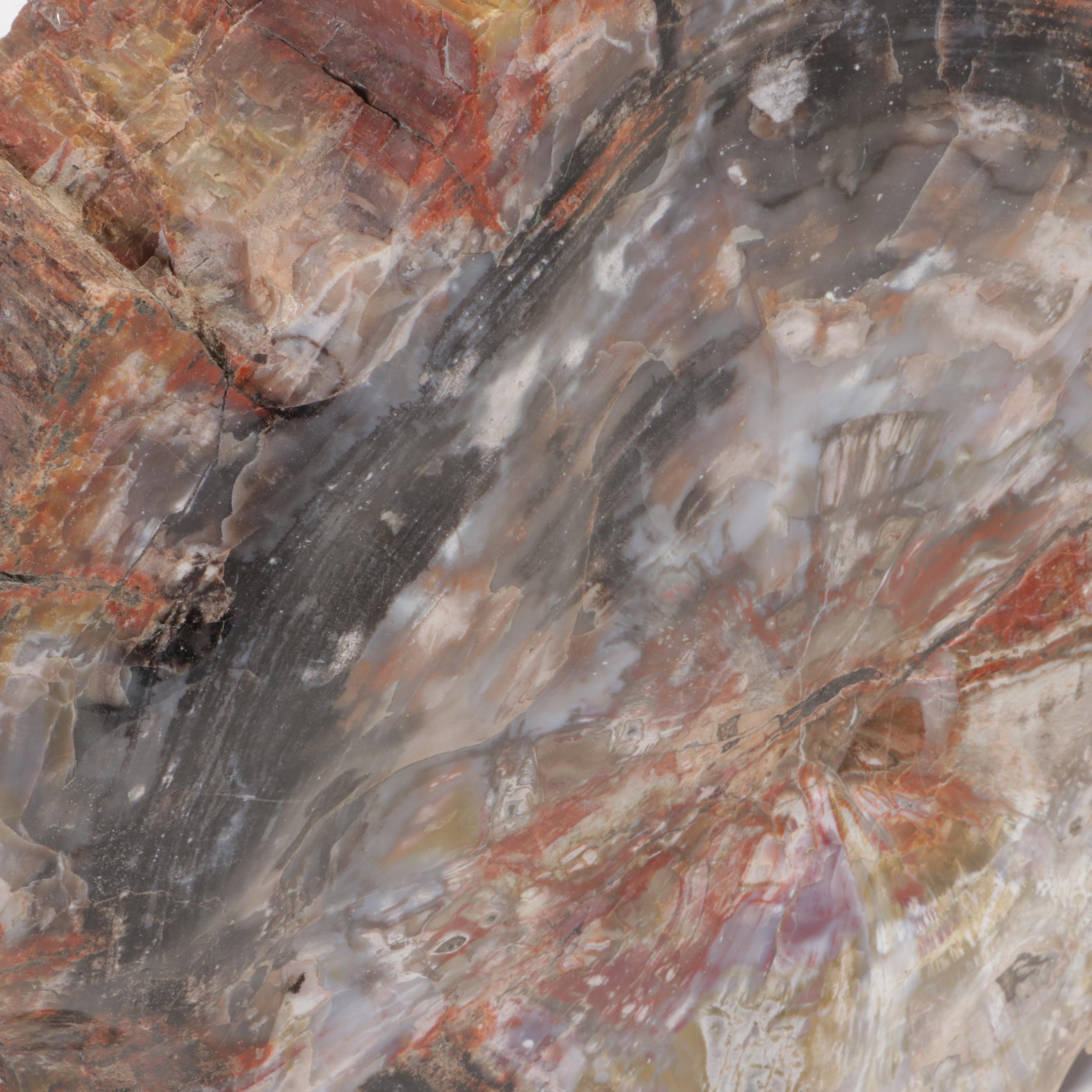 Agatized Petrified Wood Slab