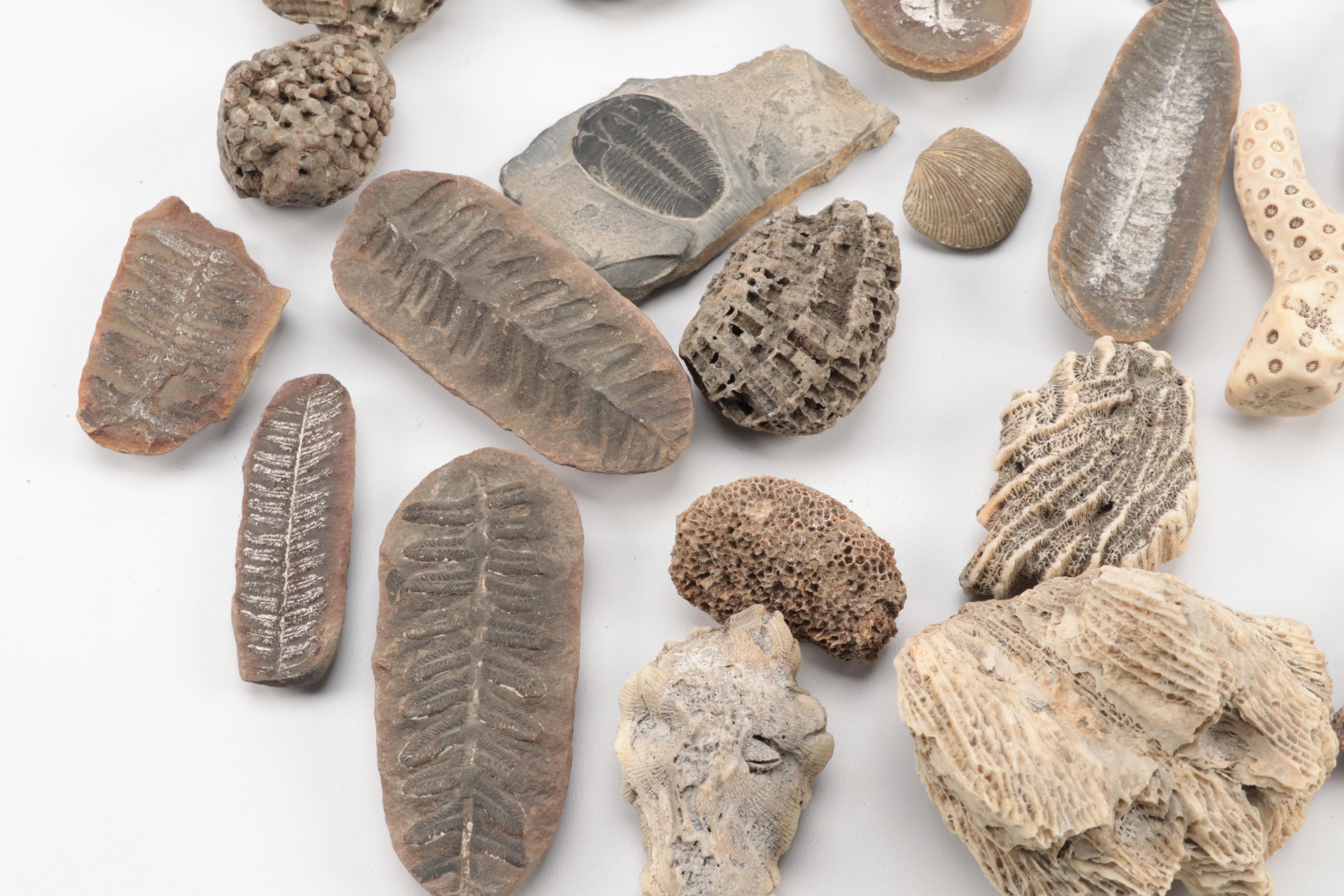 Crinoid Fossil Stems, Ammonoid, Trilobites, Fossil Sponges and Coral, More
