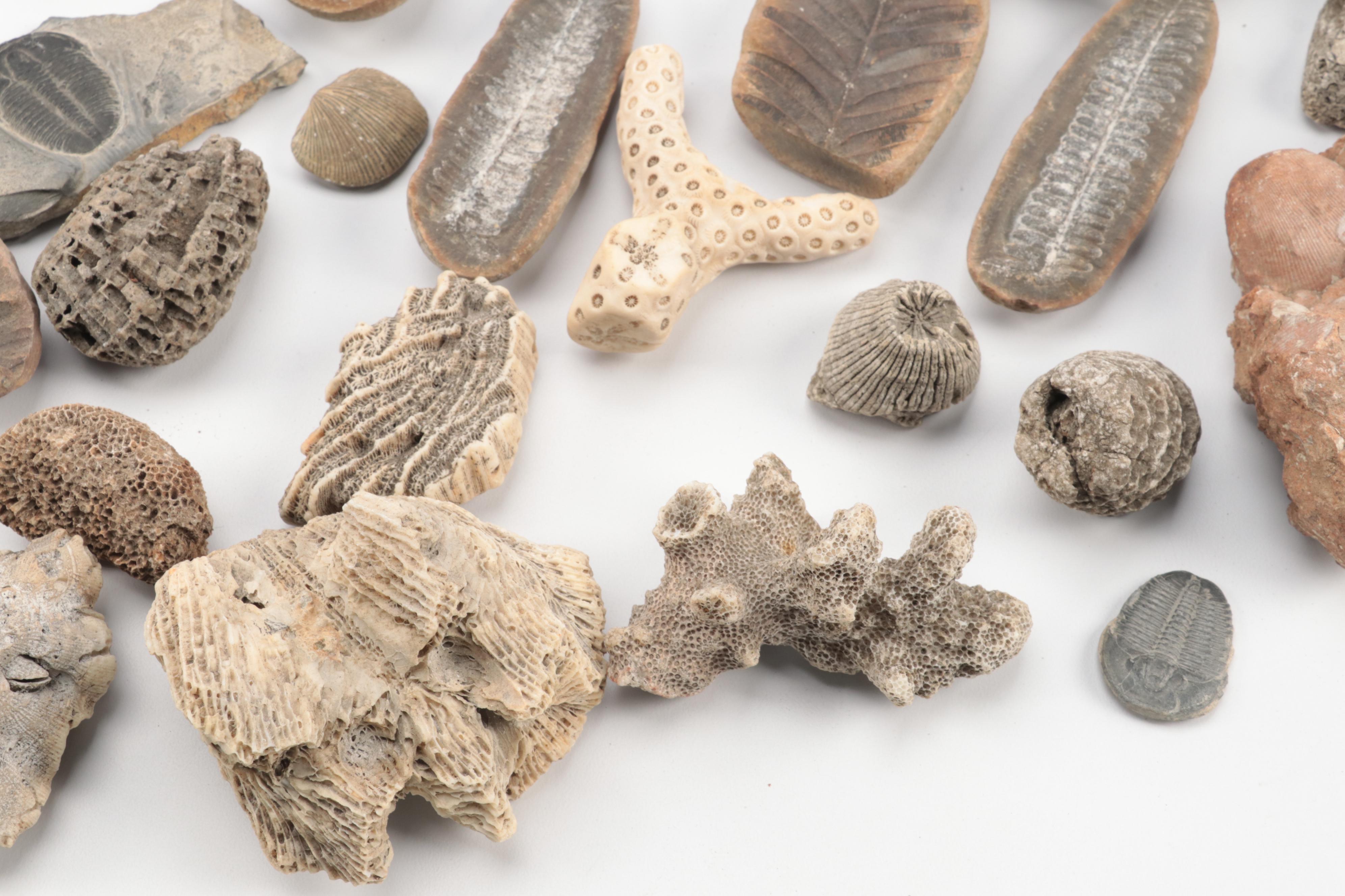 Crinoid Fossil Stems, Ammonoid, Trilobites, Fossil Sponges and Coral, More
