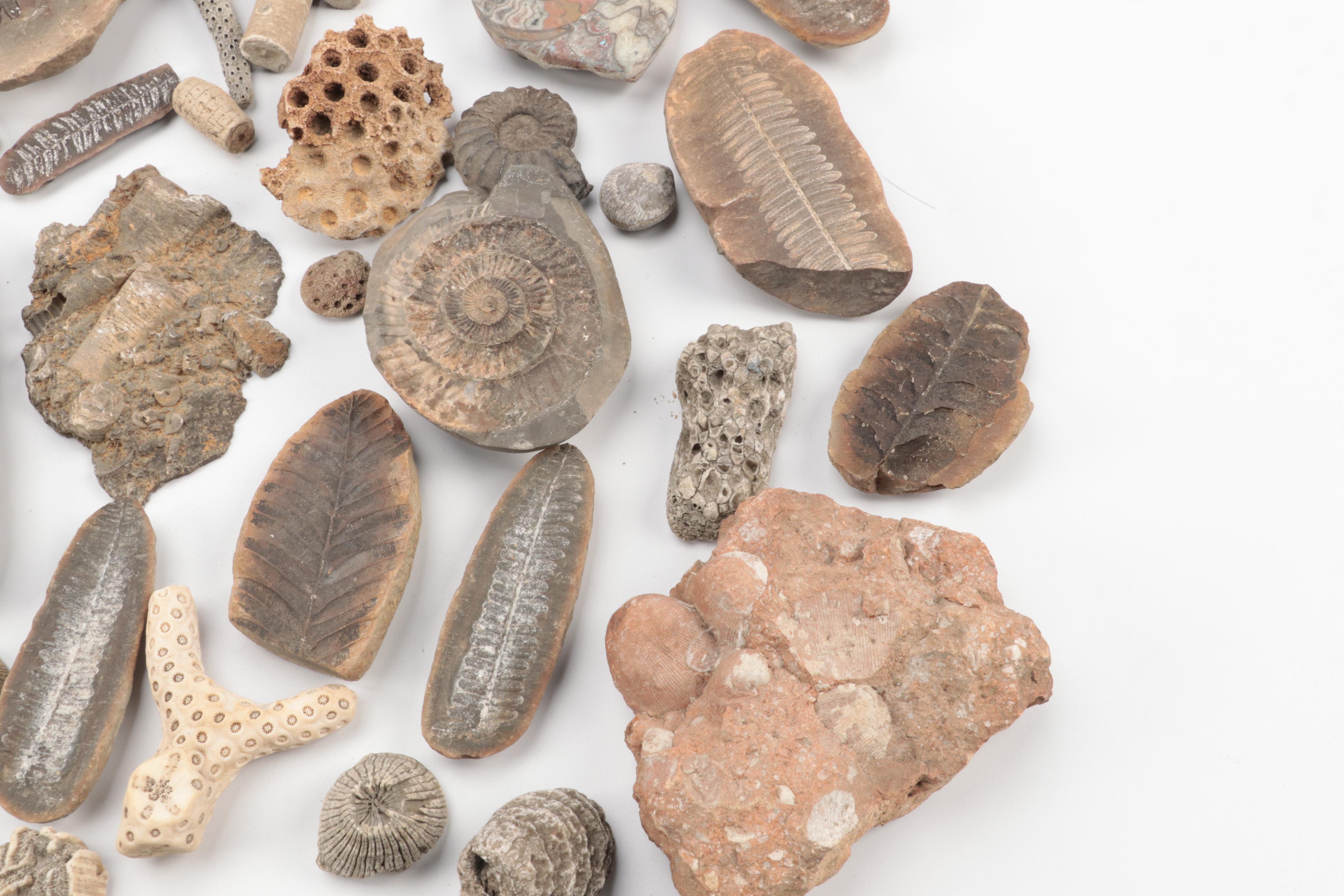 Crinoid Fossil Stems, Ammonoid, Trilobites, Fossil Sponges and Coral, More