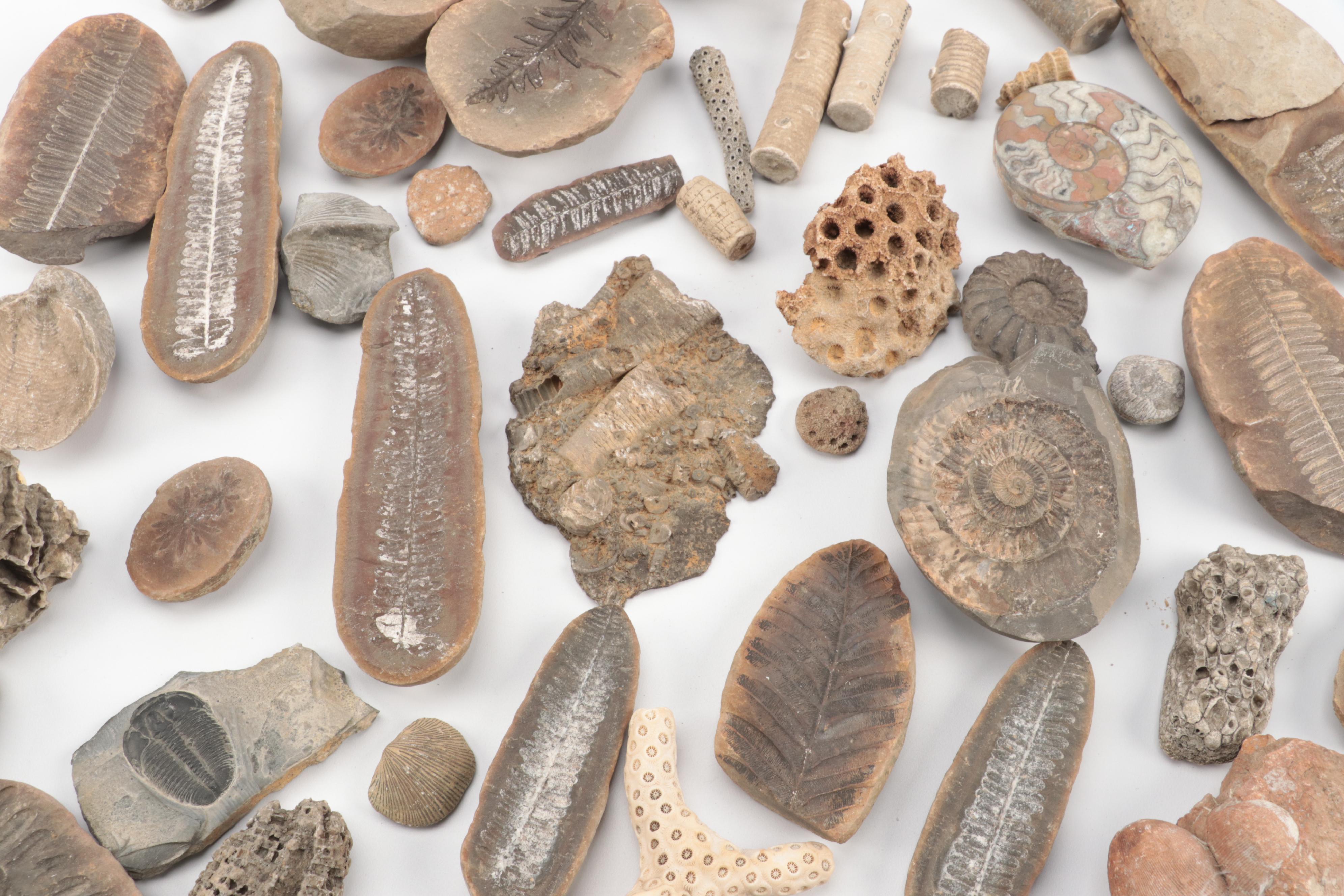 Crinoid Fossil Stems, Ammonoid, Trilobites, Fossil Sponges and Coral, More