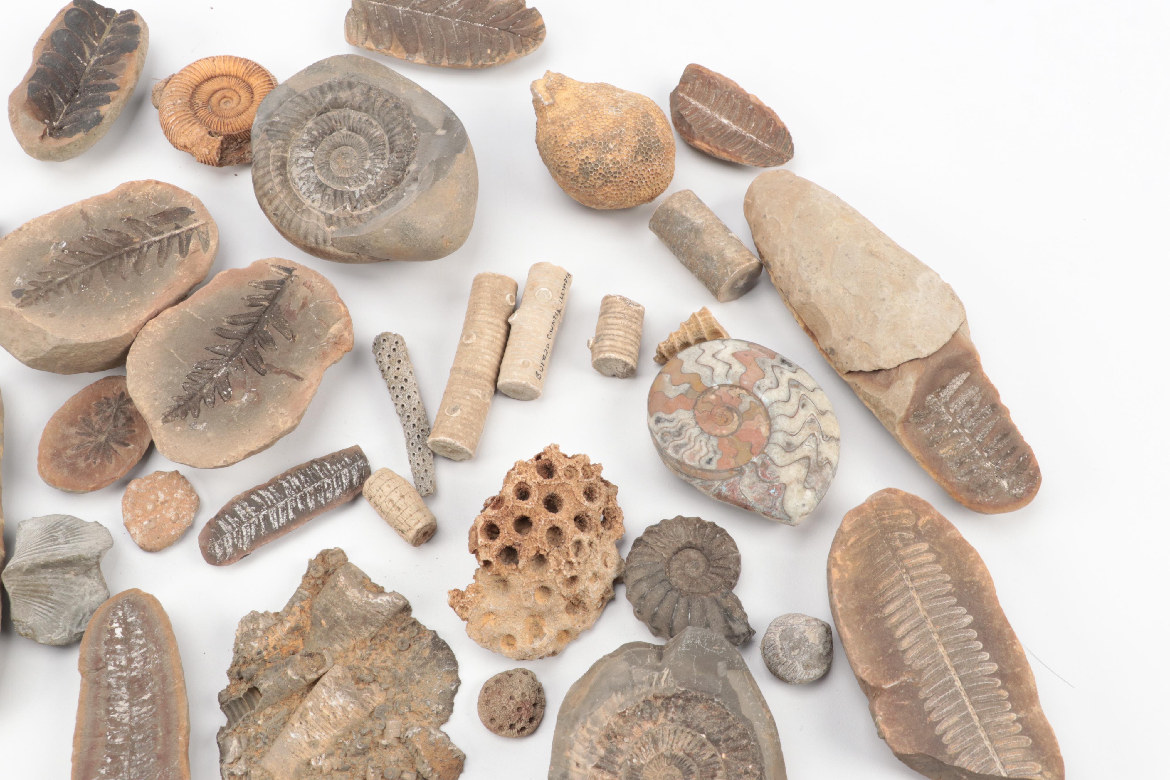 Crinoid Fossil Stems, Ammonoid, Trilobites, Fossil Sponges and Coral, More