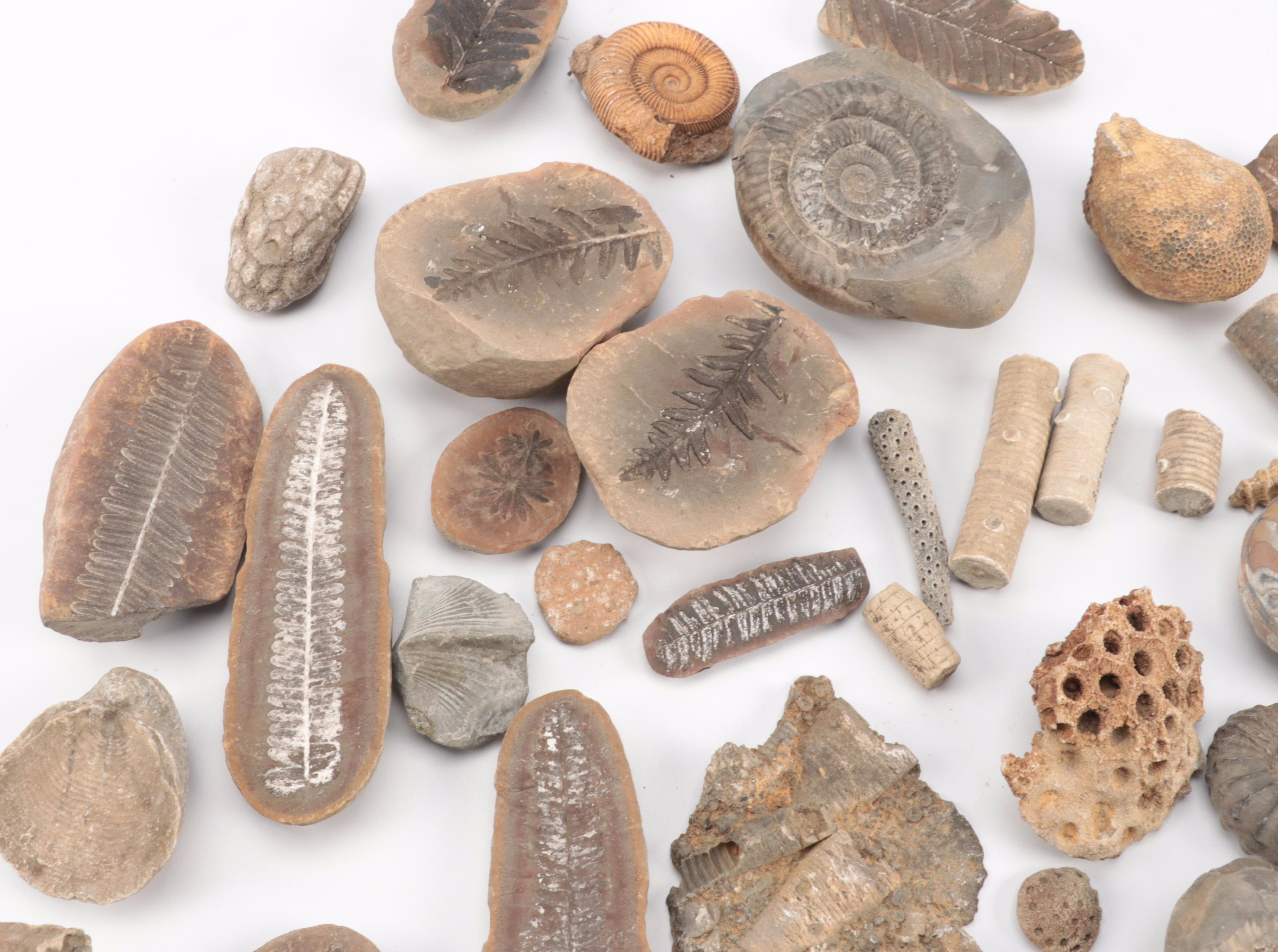 Crinoid Fossil Stems, Ammonoid, Trilobites, Fossil Sponges and Coral, More