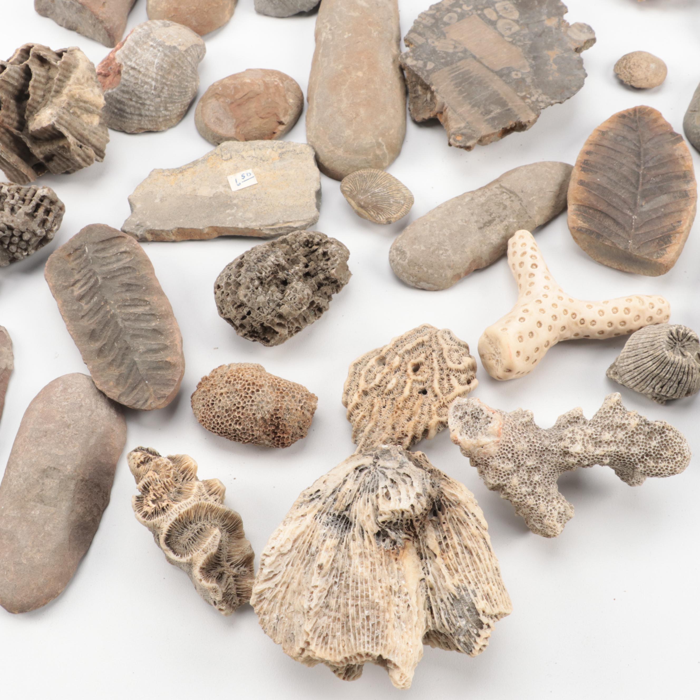 Crinoid Fossil Stems, Ammonoid, Trilobites, Fossil Sponges and Coral, More