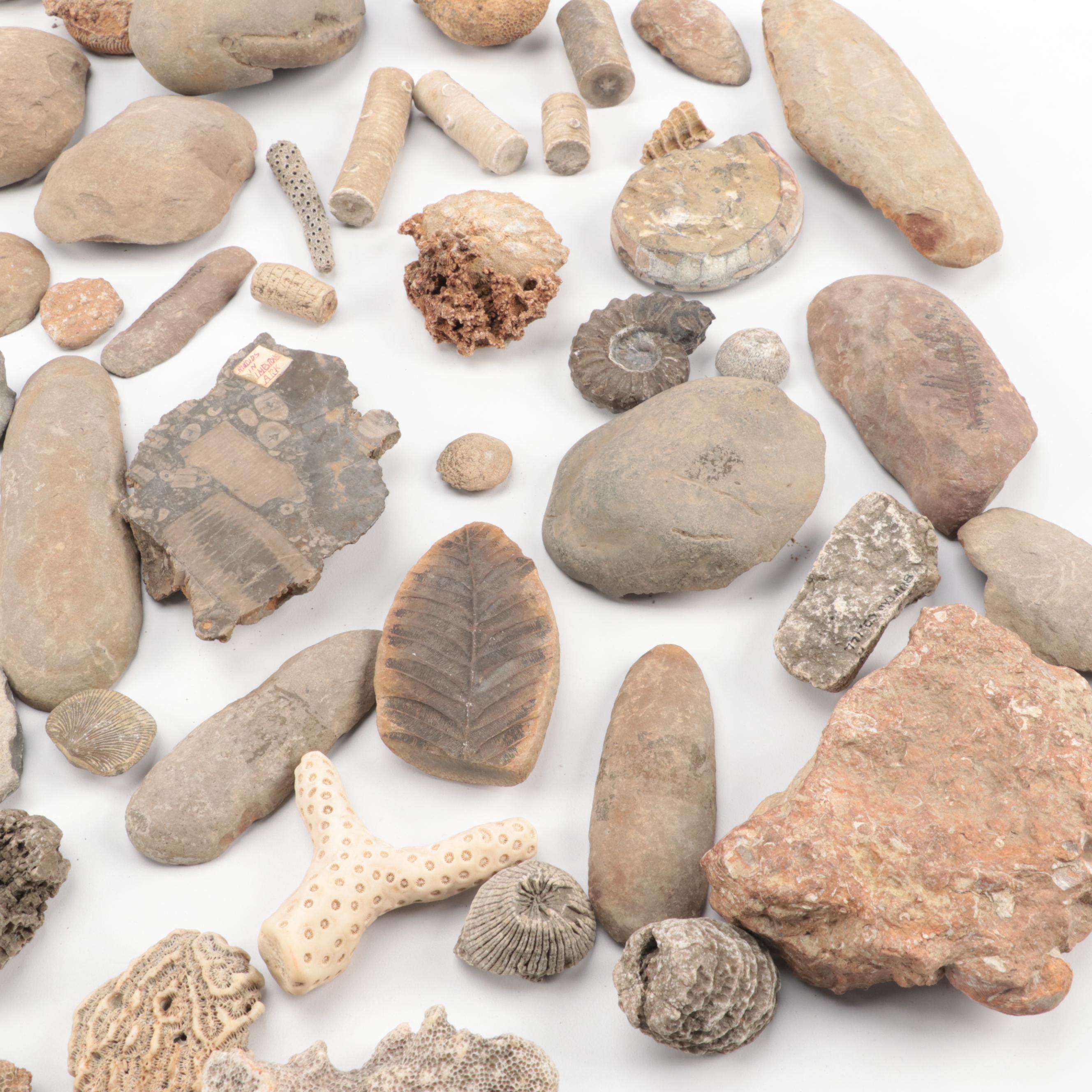 Crinoid Fossil Stems, Ammonoid, Trilobites, Fossil Sponges and Coral, More
