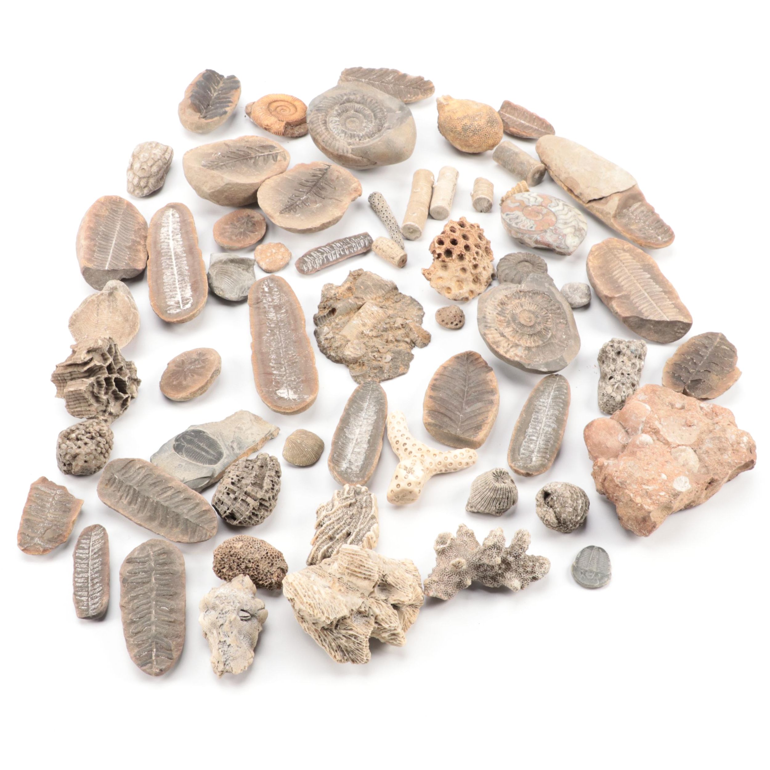 Crinoid Fossil Stems, Ammonoid, Trilobites, Fossil Sponges and Coral, More