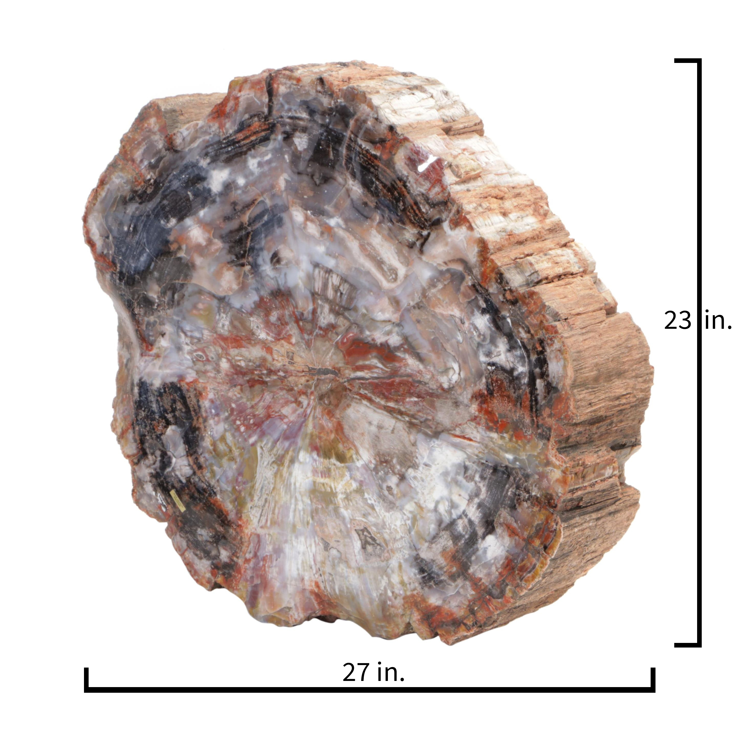 Agatized Petrified Wood Slab